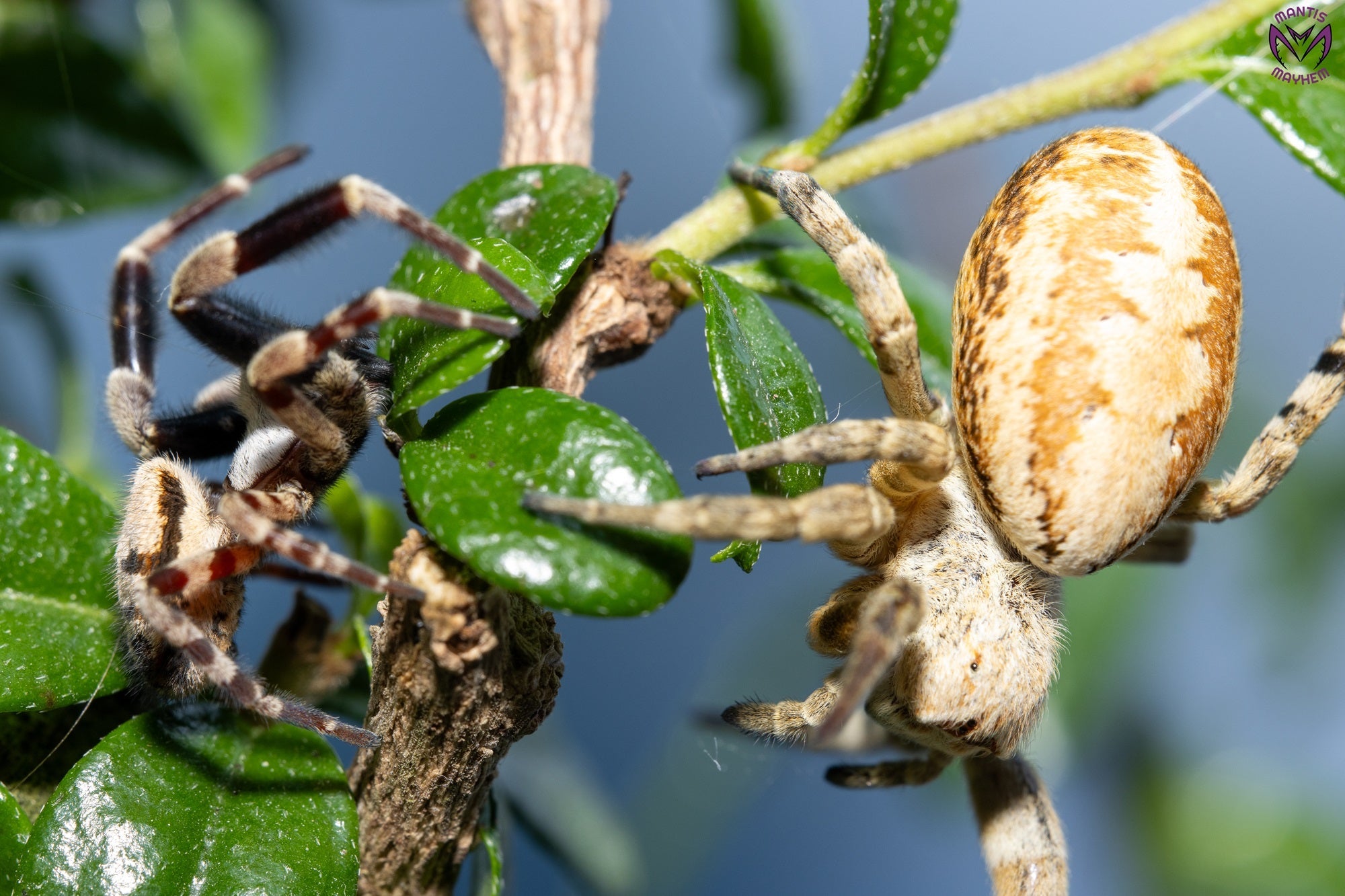 Other Spiders