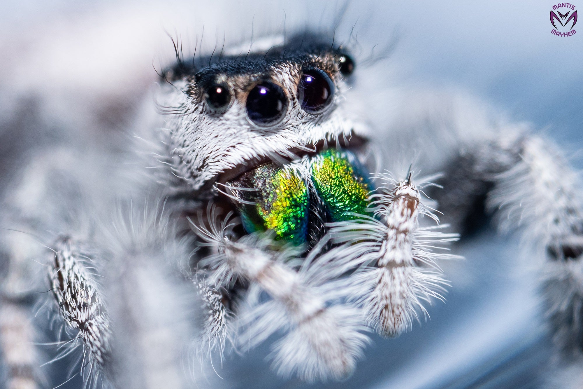 Jumping Spiders