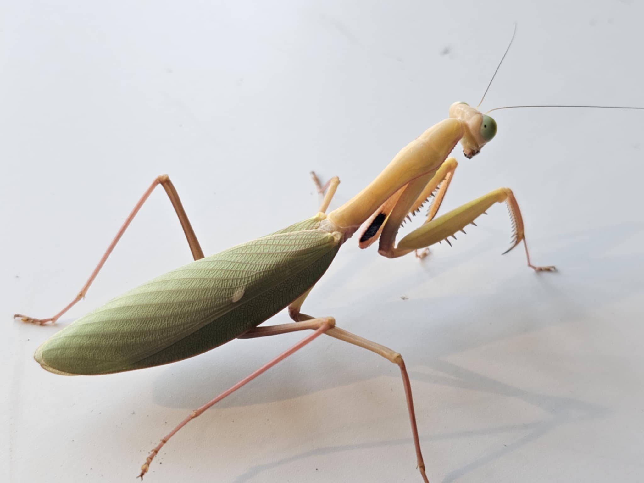 Hierodula obtusata - Giant Indonesian Mantis