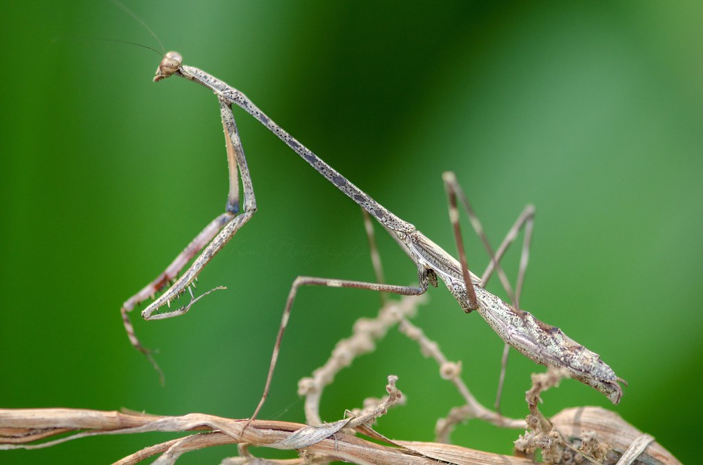 Euchomenella heteroptera - Giraffe mantis