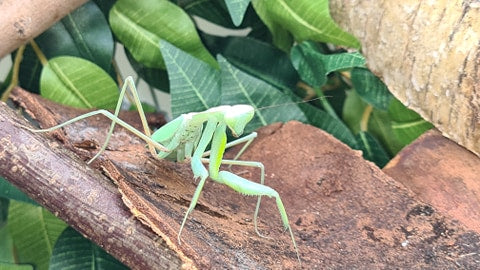 Rhombodera extensicollis - Kite shield mantis