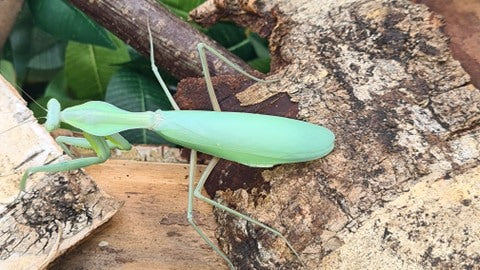 Rhombodera extensicollis - Kite shield mantis