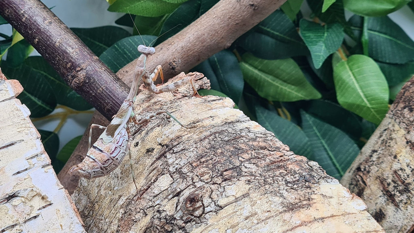Parasphendale affinis - Budwing mantis