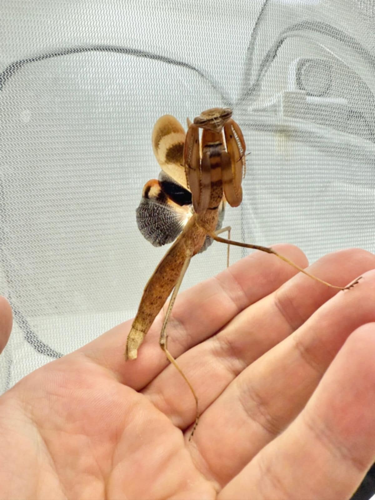 Deiphobe sp. ‘India’ - Butterfly mantis