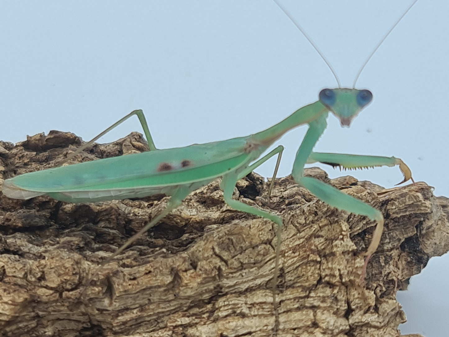 Polyspilota comorana