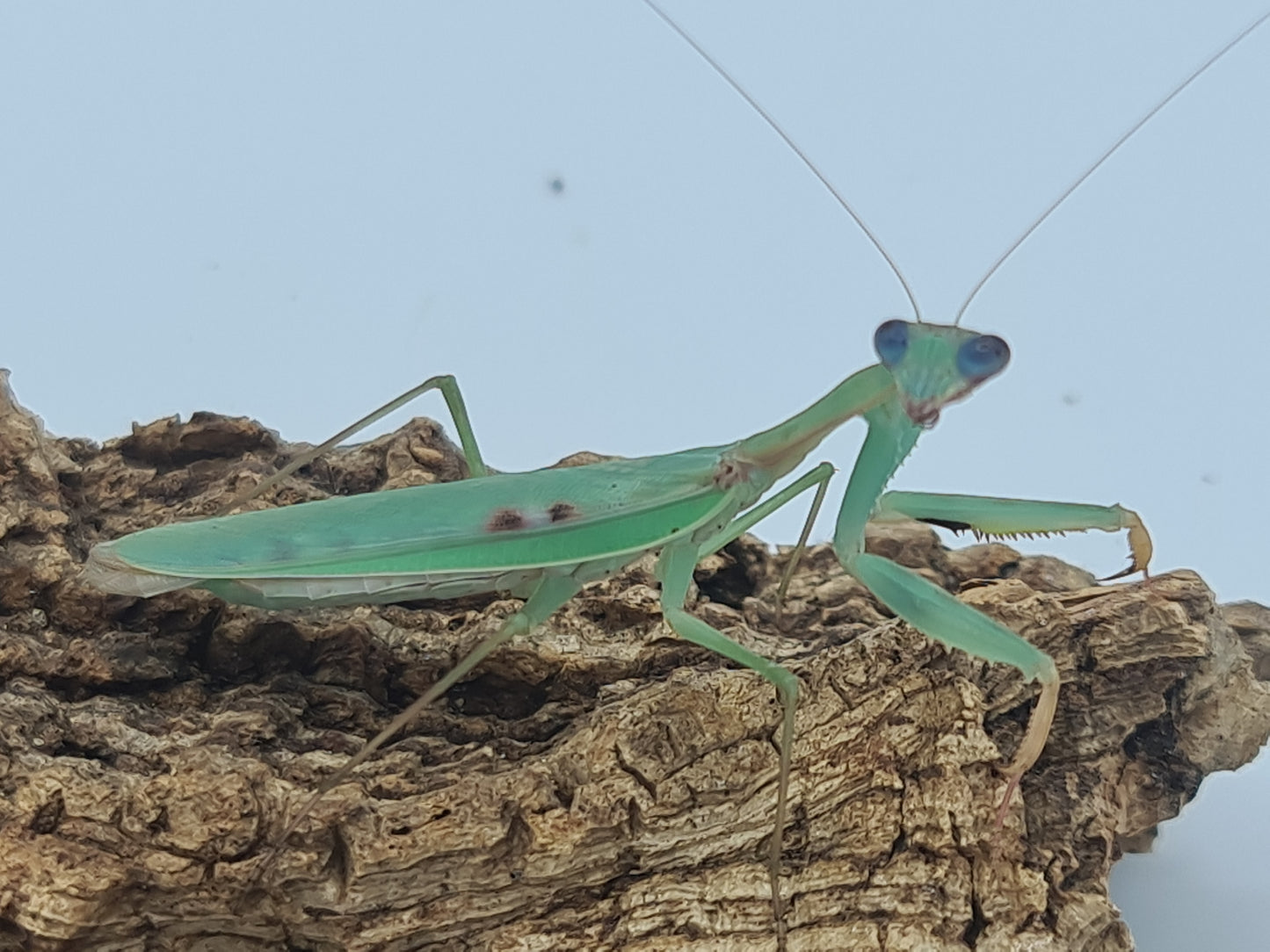 Polyspilota comorana