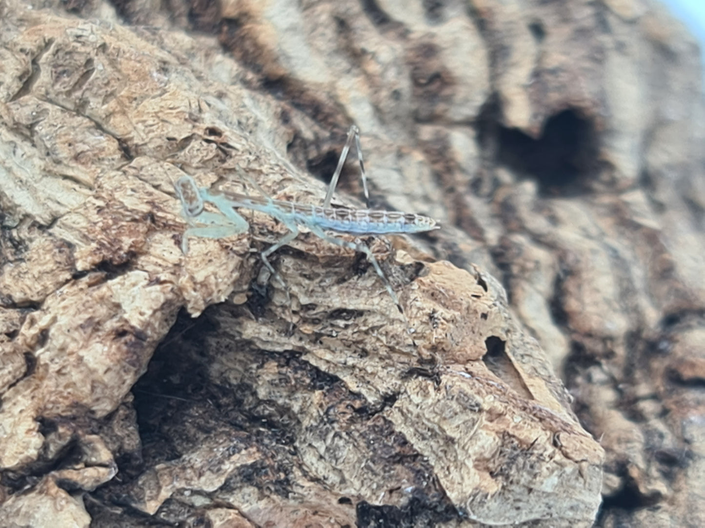 Polyspilota comorana