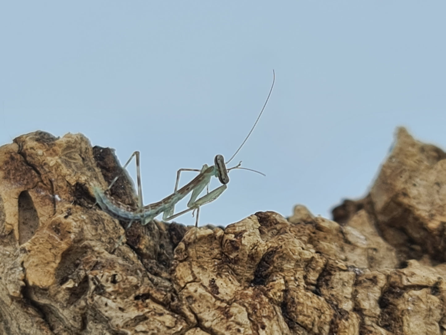 Polyspilota comorana