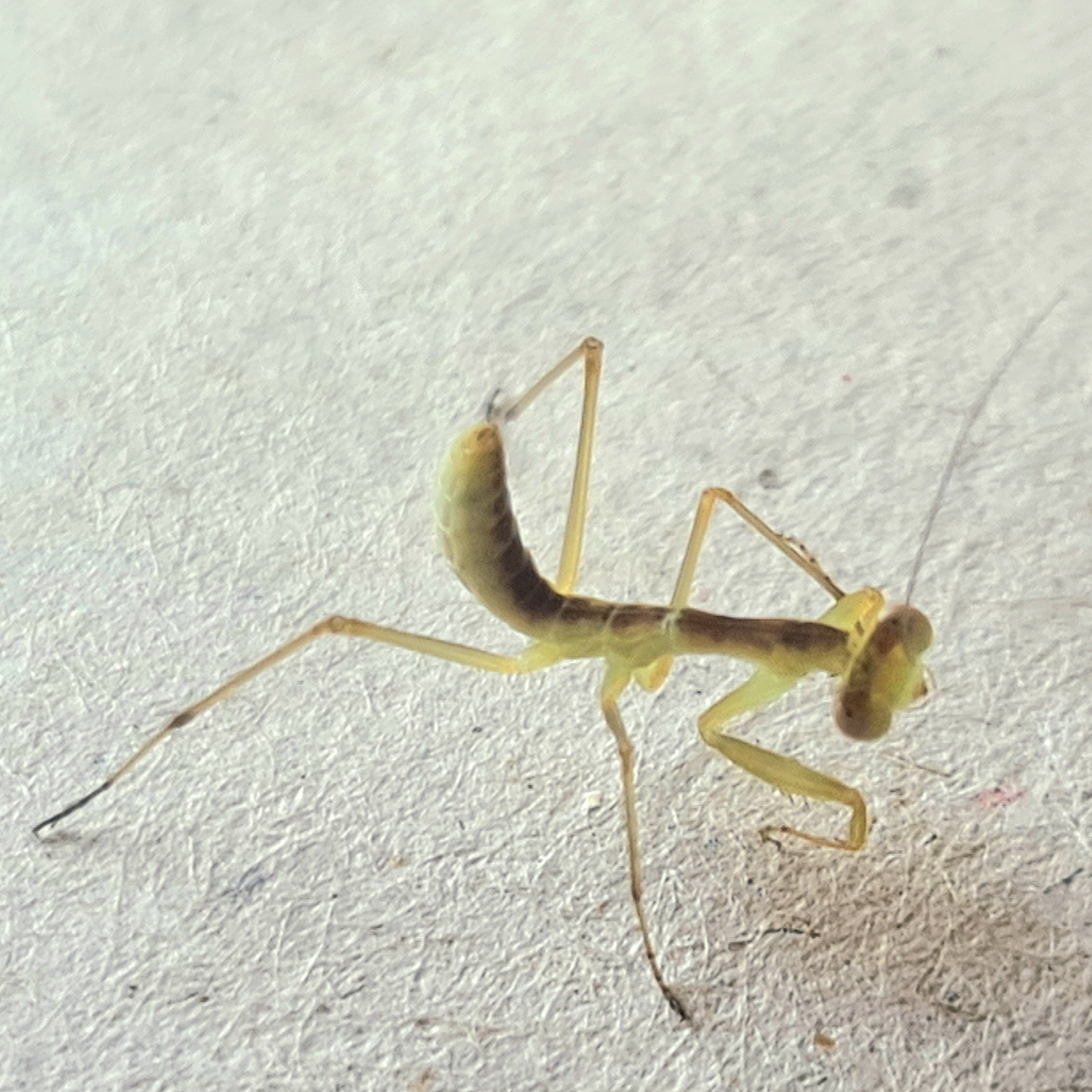 Sphodromantis kersteni - Giant African mantis