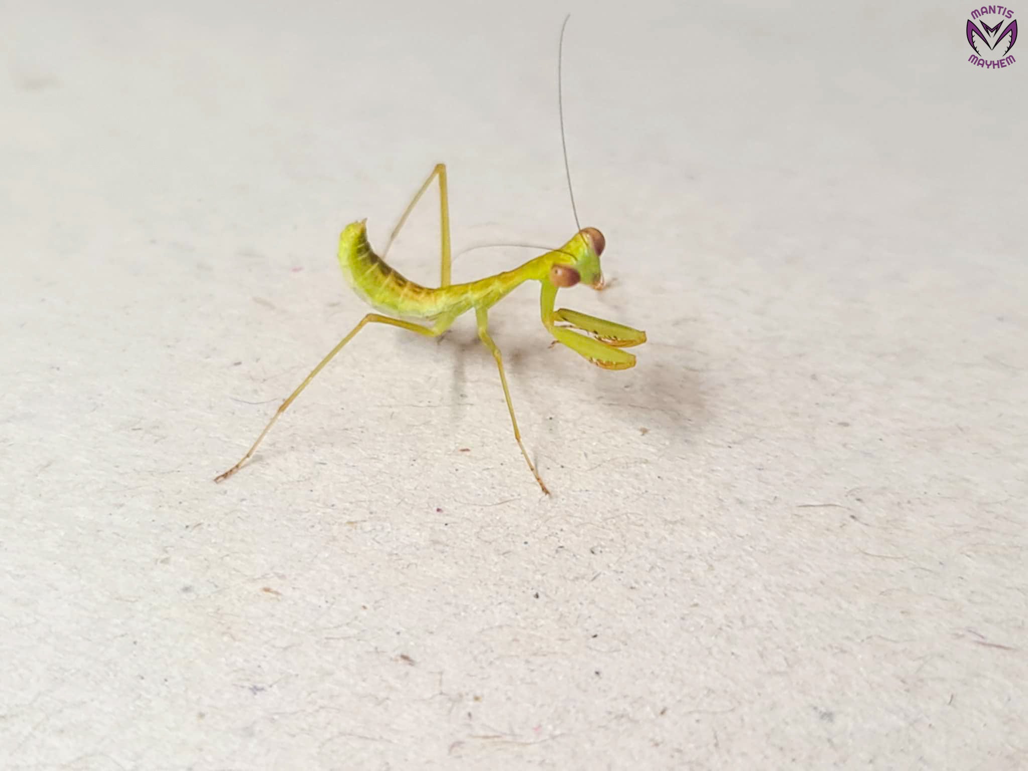 Hierodula obtusata - Giant Indonesian Mantis