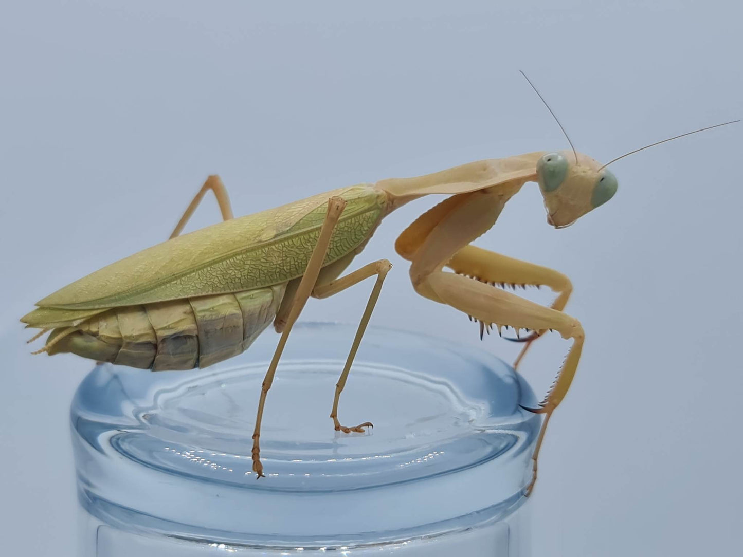 Rhombodera kirbyi - Timor shield mantis