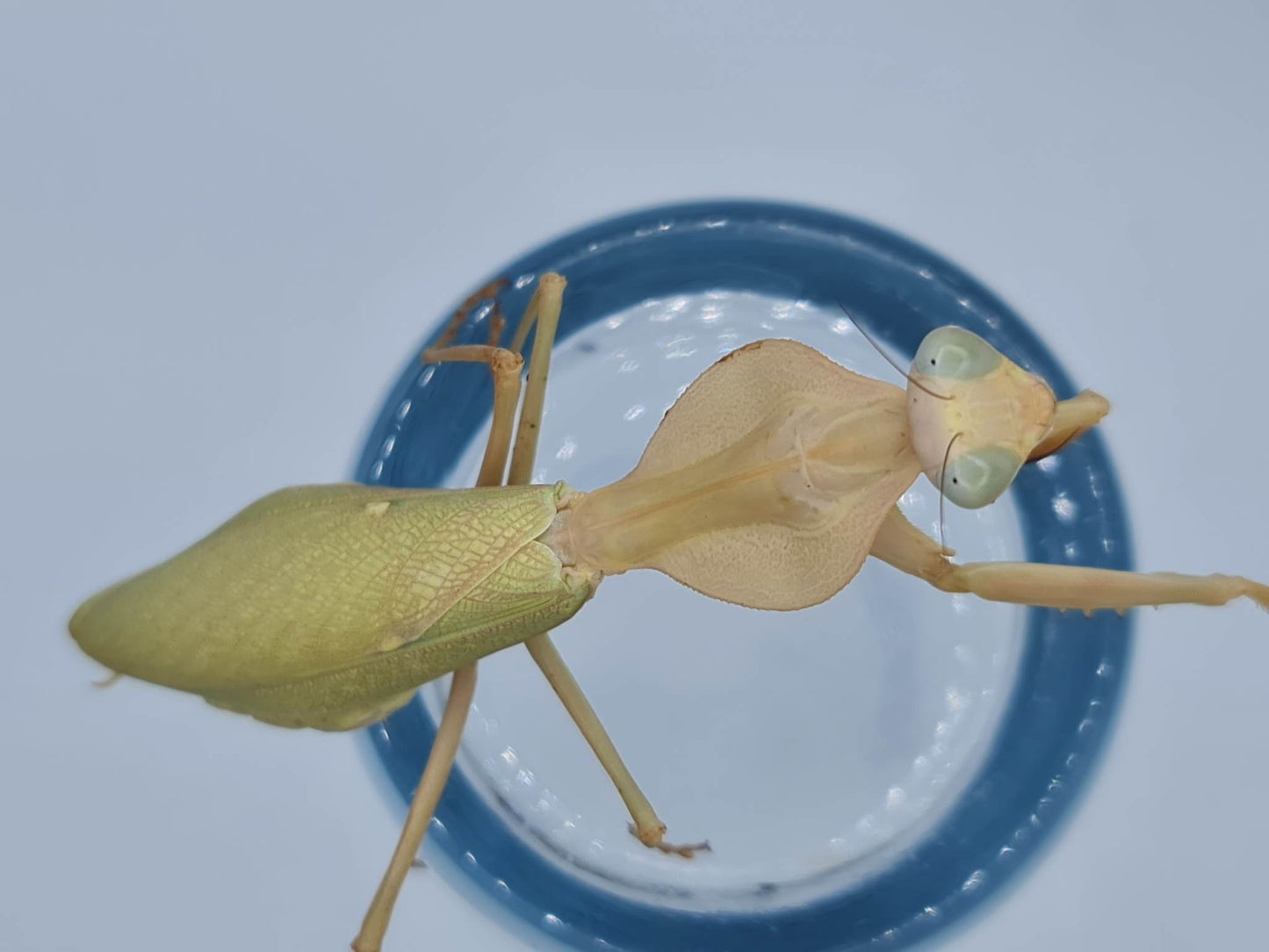 Rhombodera kirbyi - Timor shield mantis