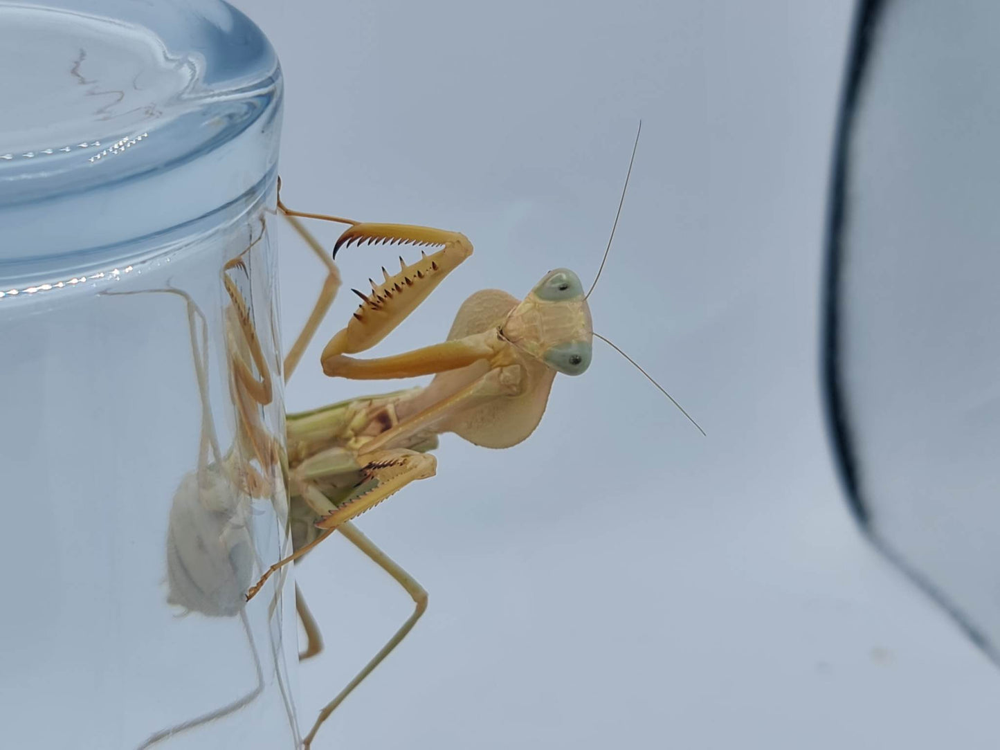 Rhombodera kirbyi - Timor shield mantis