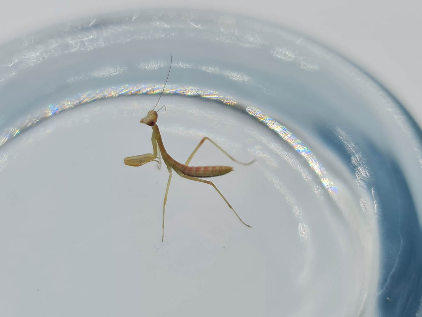 Rhombodera kirbyi - Timor shield mantis