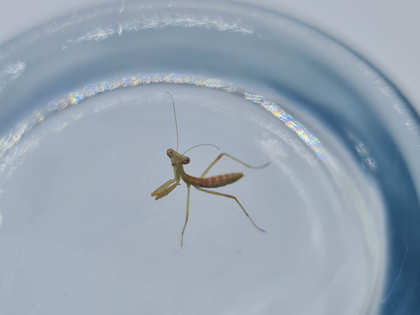 Rhombodera kirbyi - Timor shield mantis
