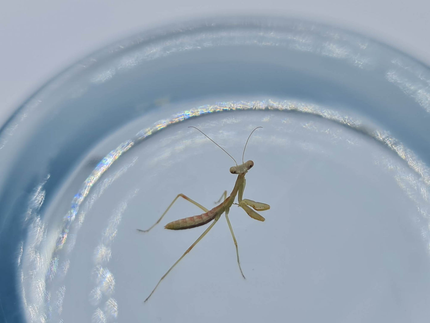 Rhombodera kirbyi - Timor shield mantis