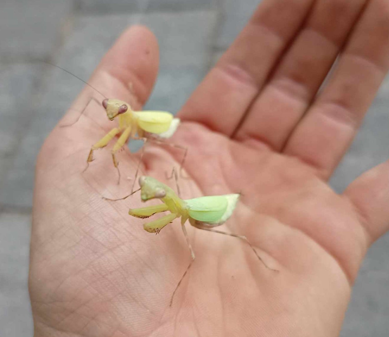 Miomantis aurea
