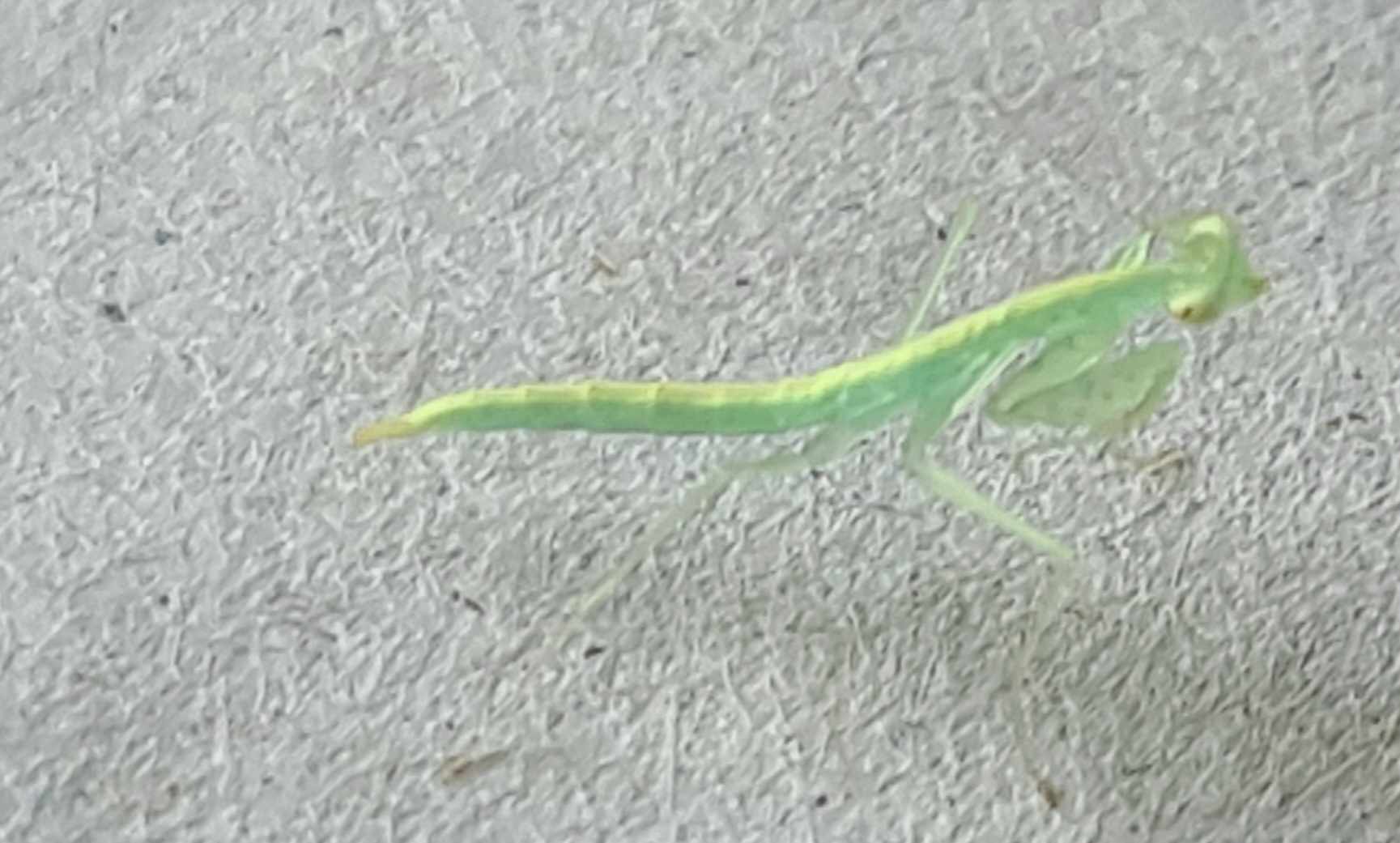 Tropidomantis tenera - Green glass mantis