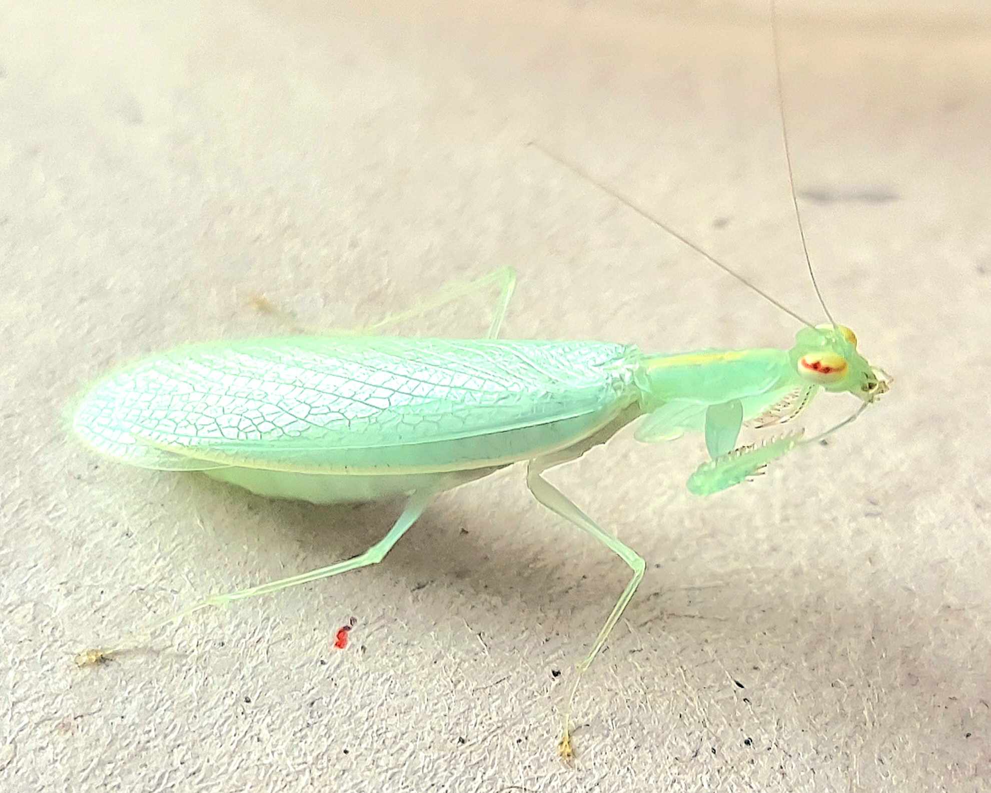 Tropidomantis tenera - Green glass mantis