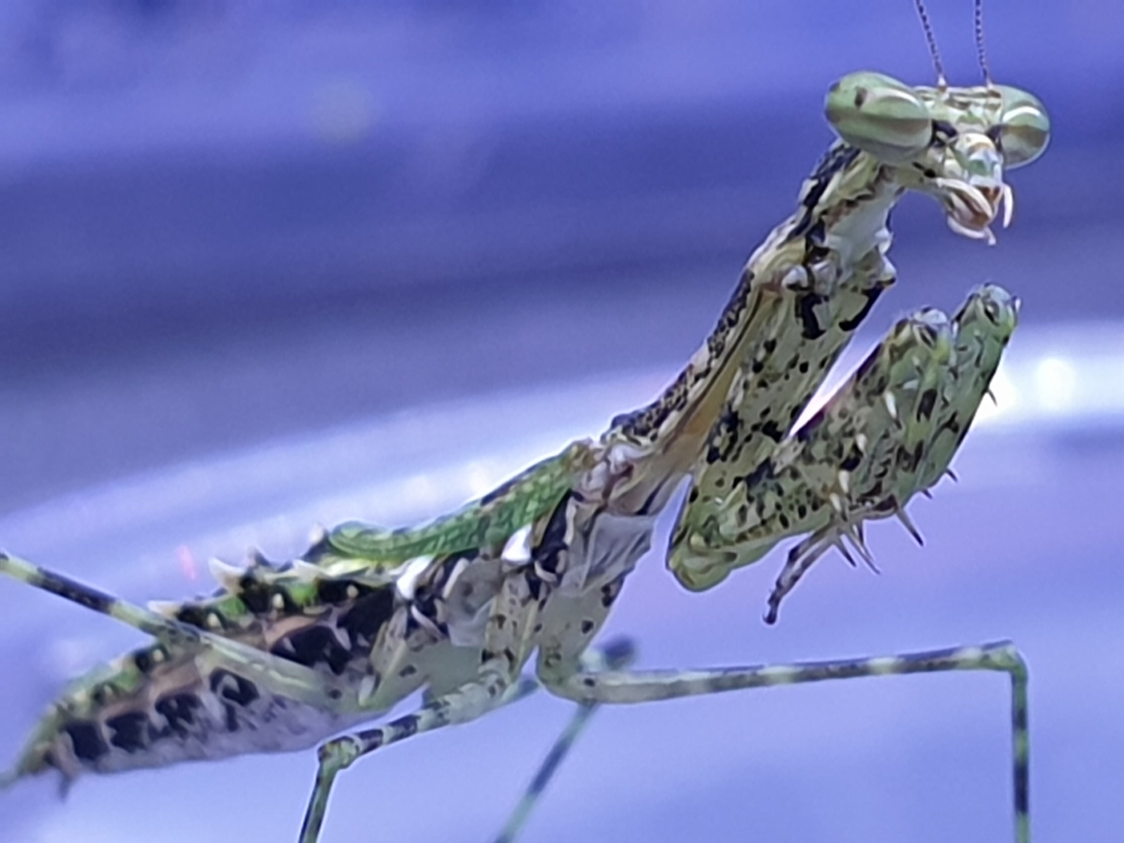 Calofulcinia - Moss mantis