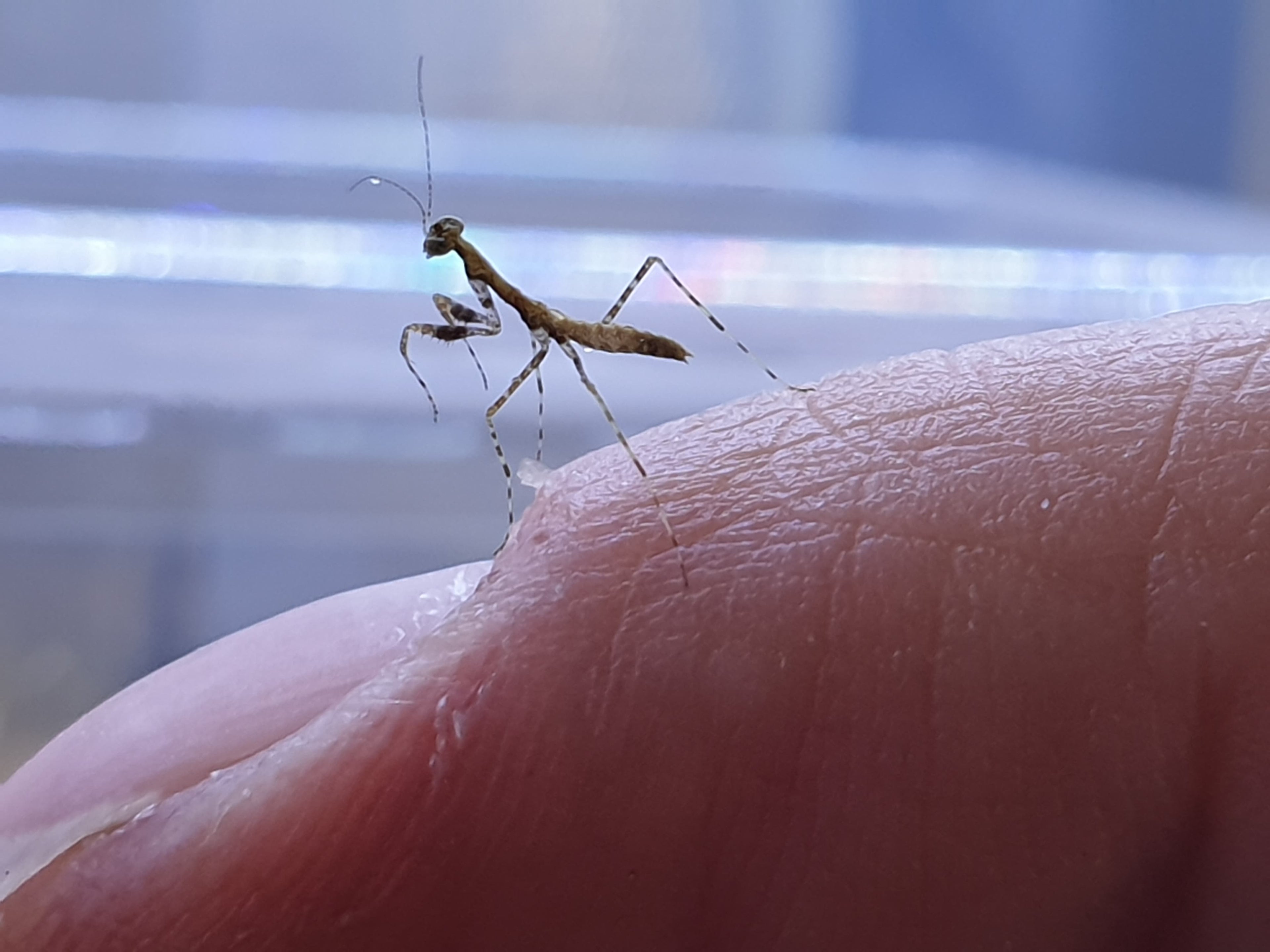 Calofulcinia - Moss mantis