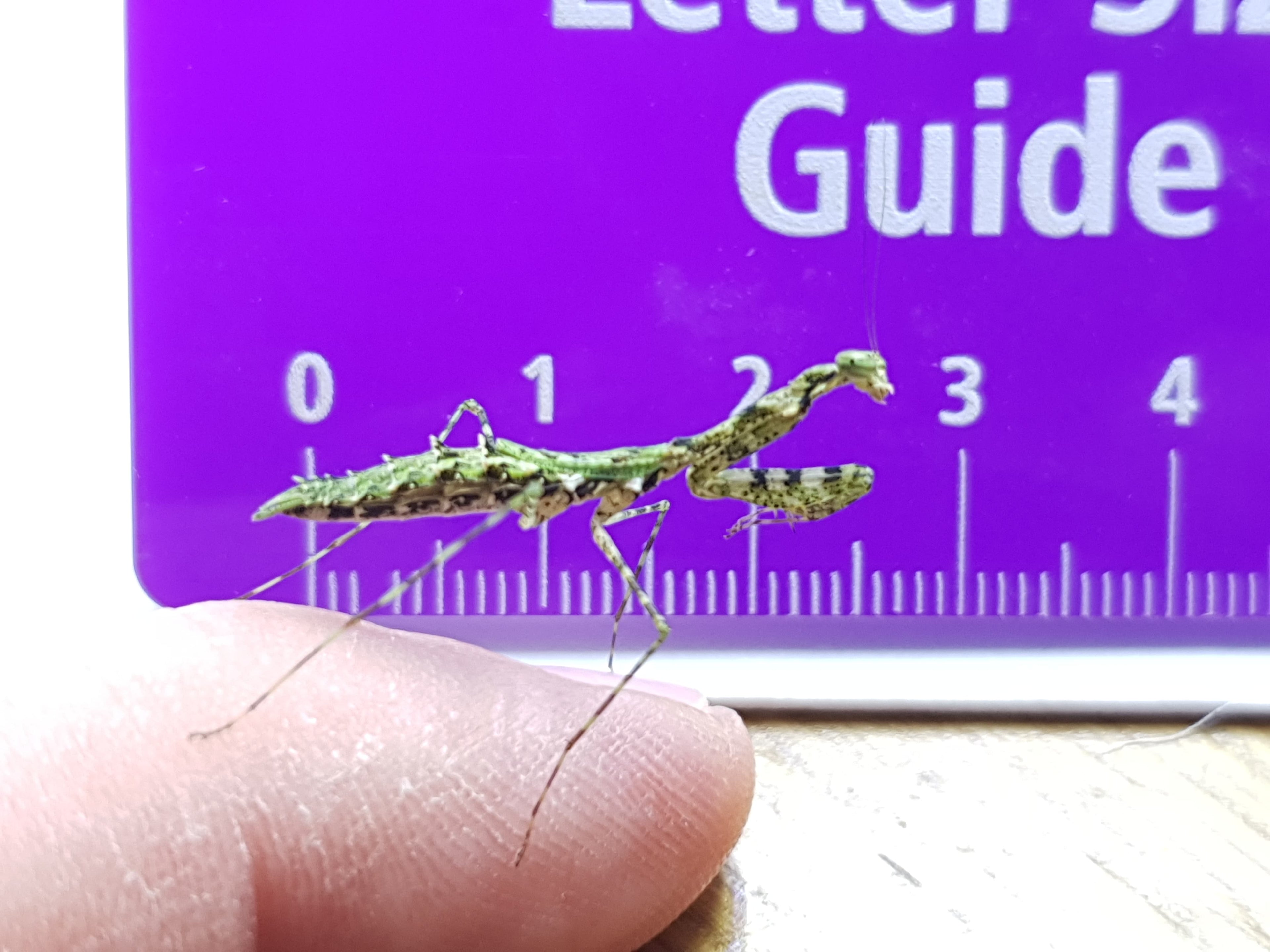 Calofulcinia - Moss mantis