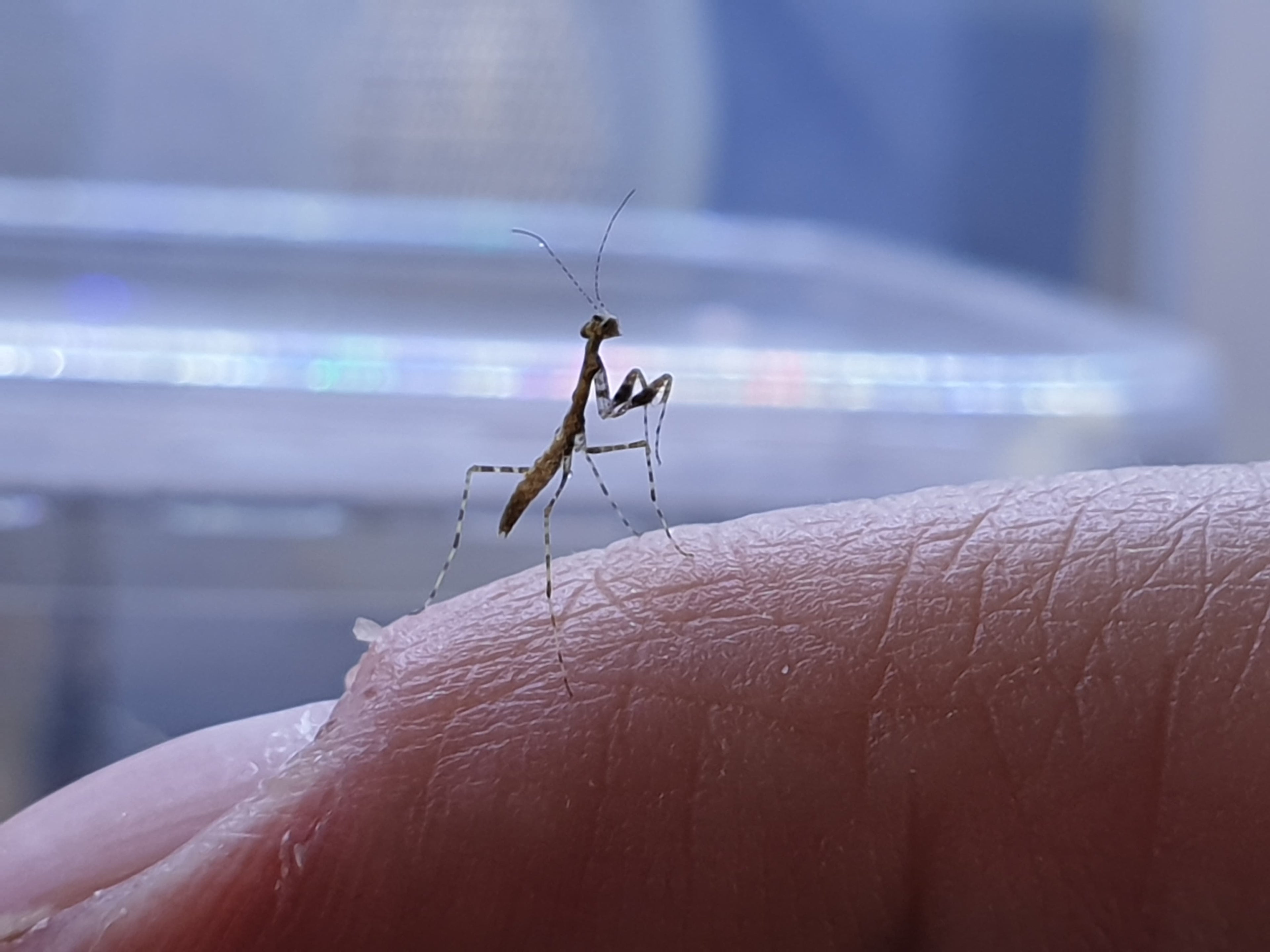 Calofulcinia - Moss mantis