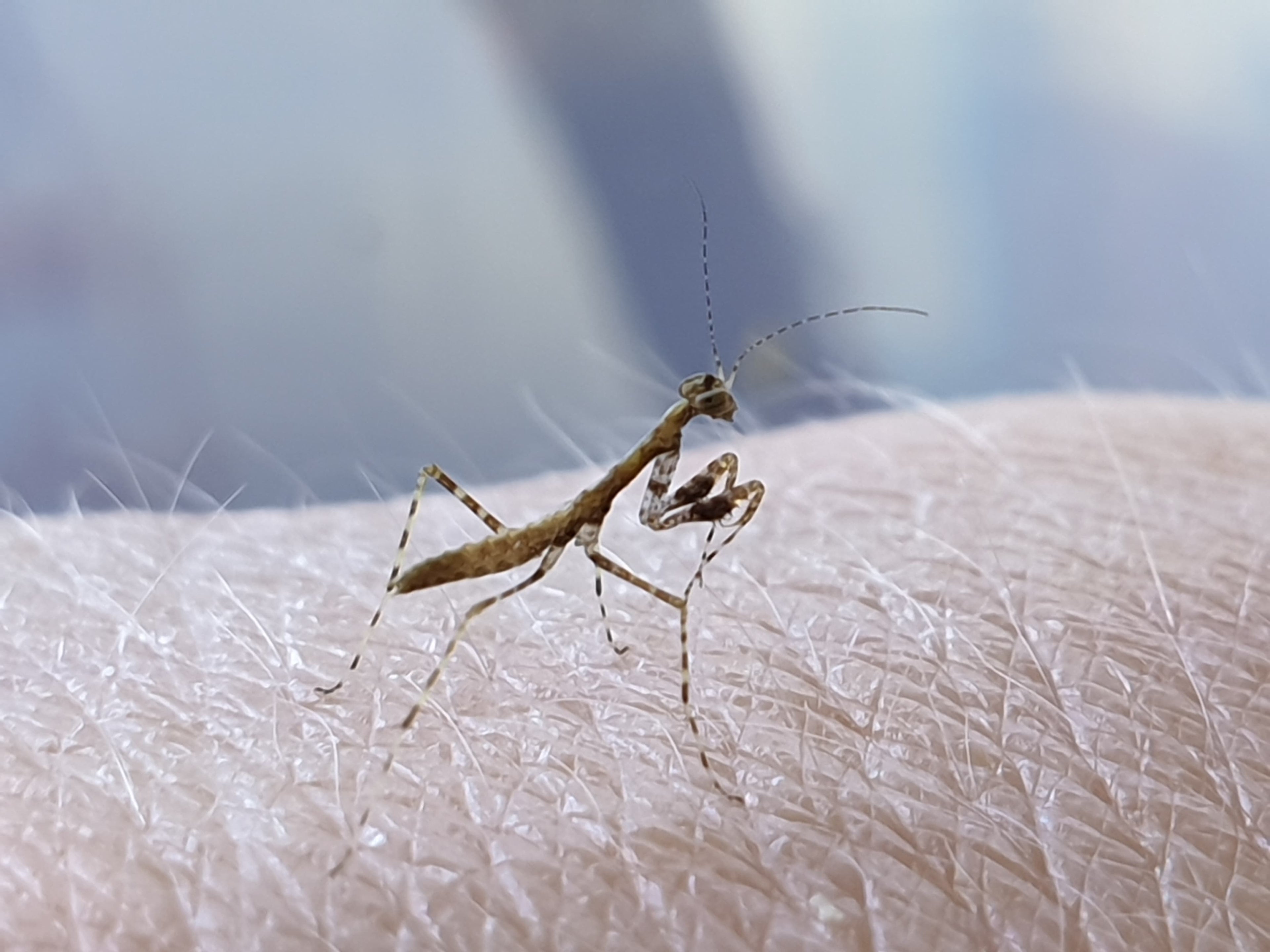 Calofulcinia - Moss mantis