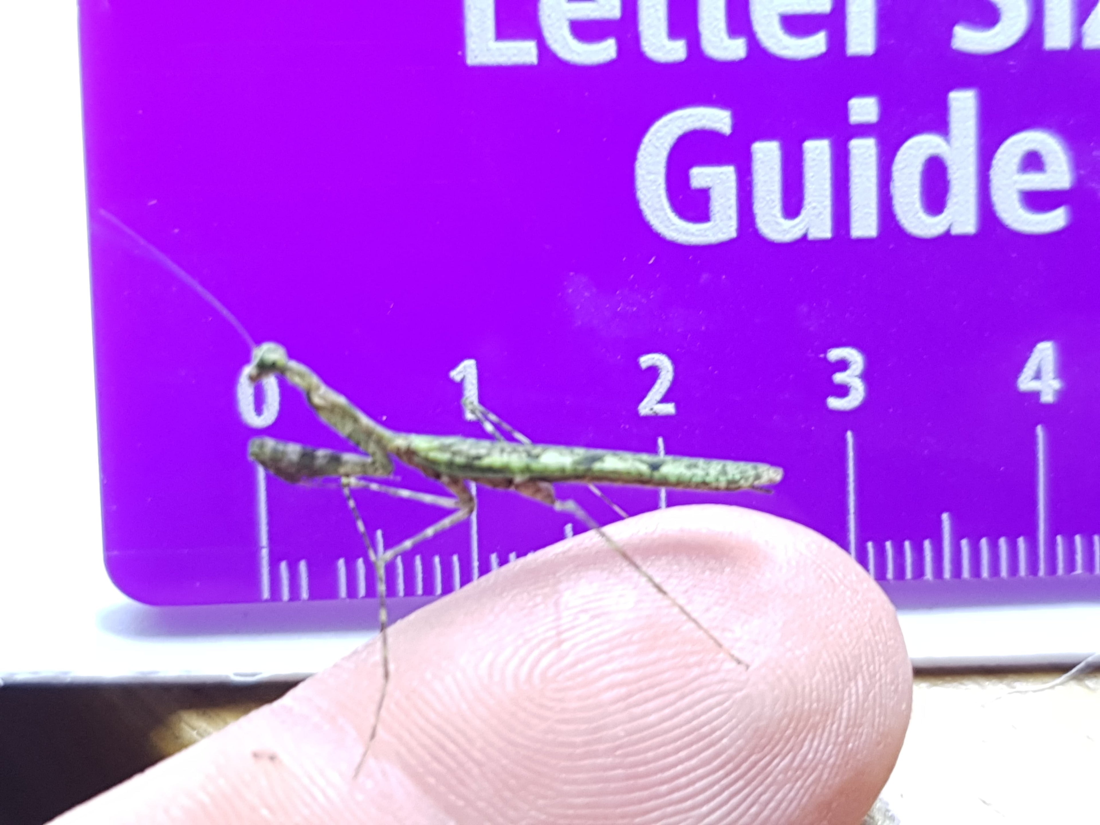 Calofulcinia - Moss mantis