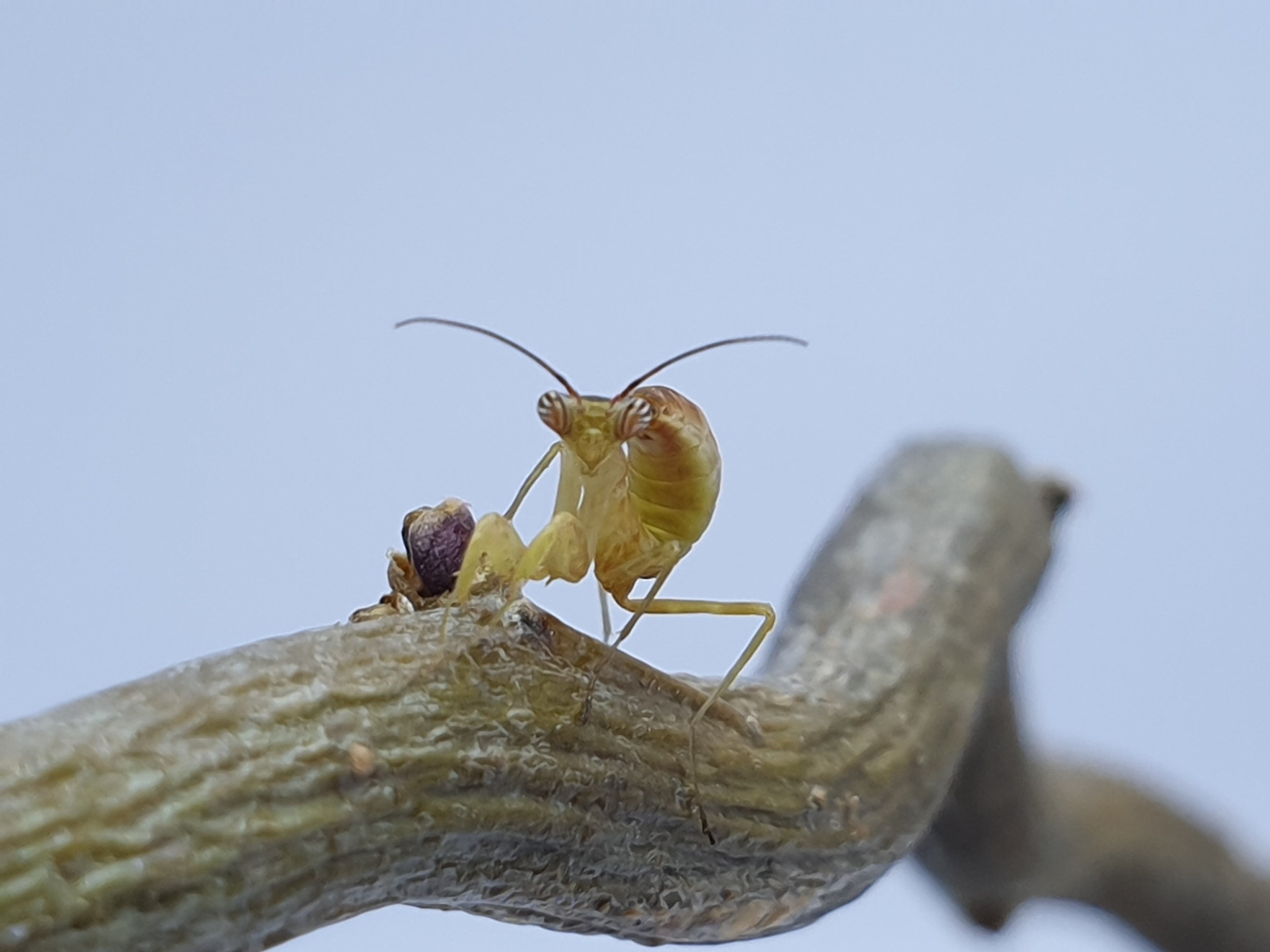 Chloroharpax modesta - Nigerian flower mantis