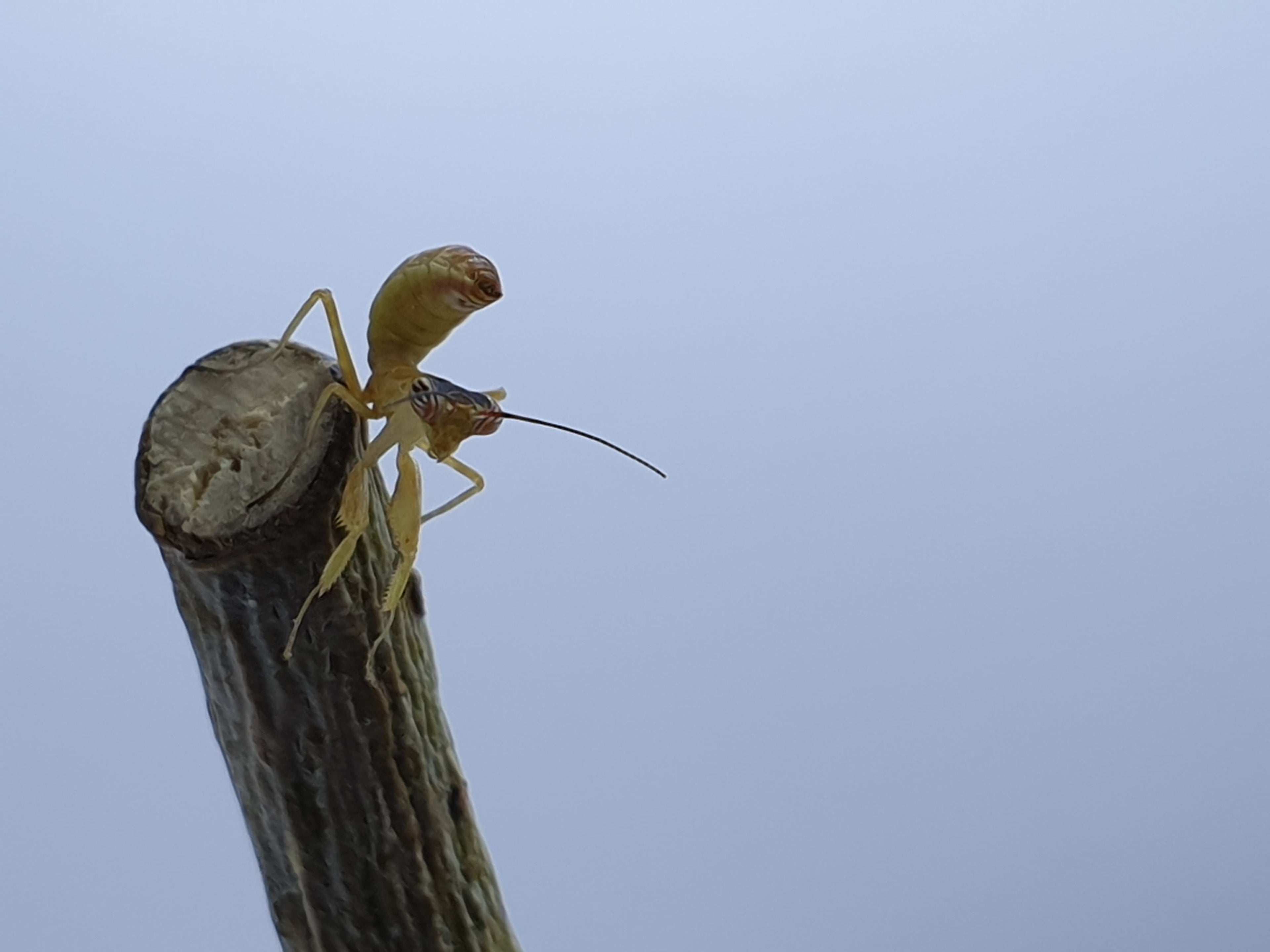 Chloroharpax modesta - Nigerian flower mantis
