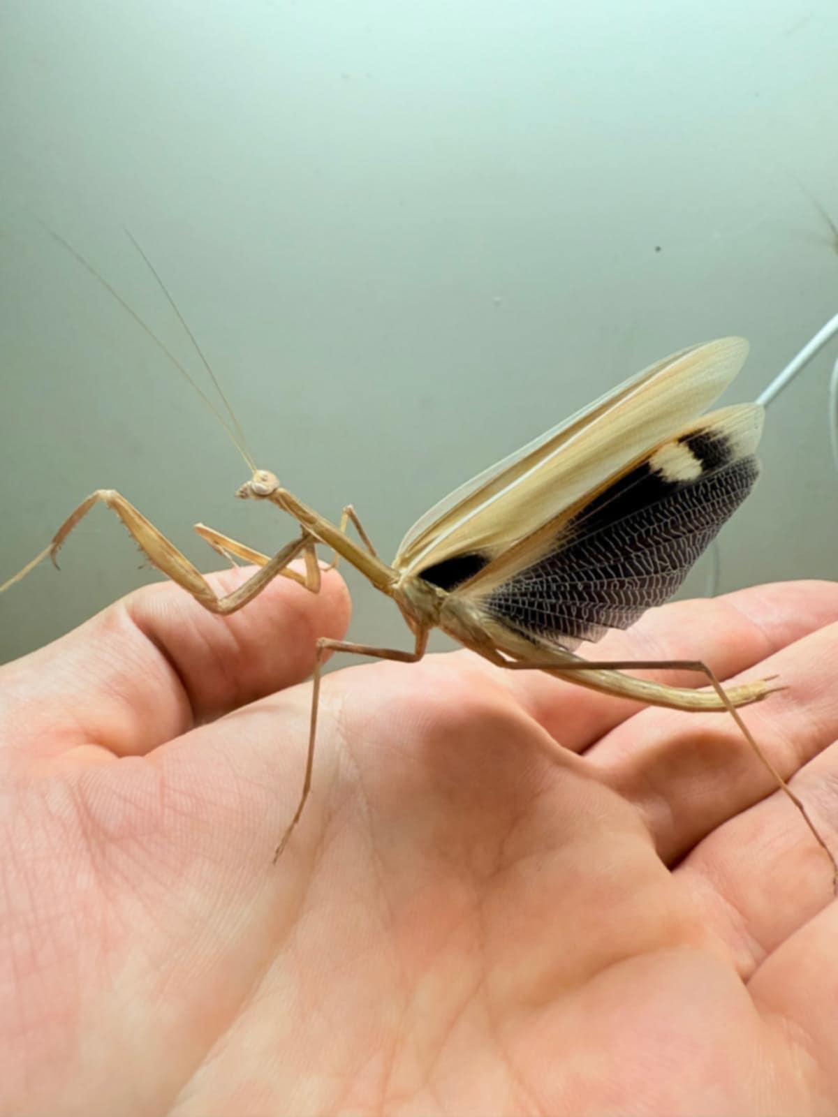 Deiphobe sp. ‘India’ - Butterfly mantis