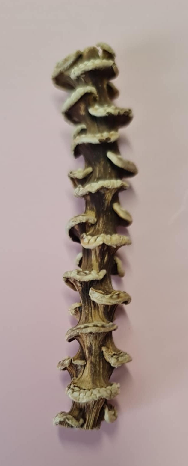 Mini Natural Dried Assortment 10-13cm