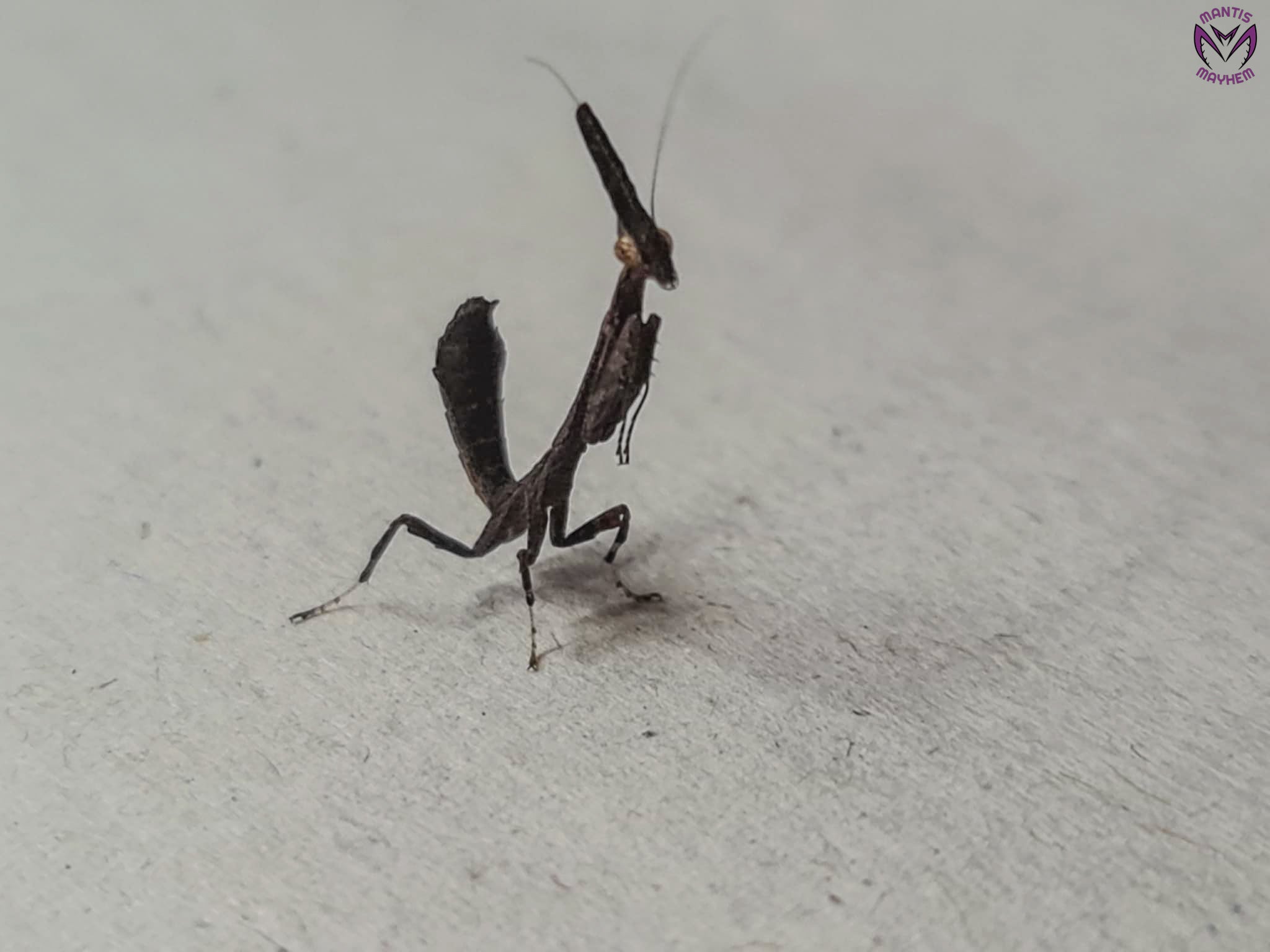 Phyllothelys breve - Giant ghost mantis