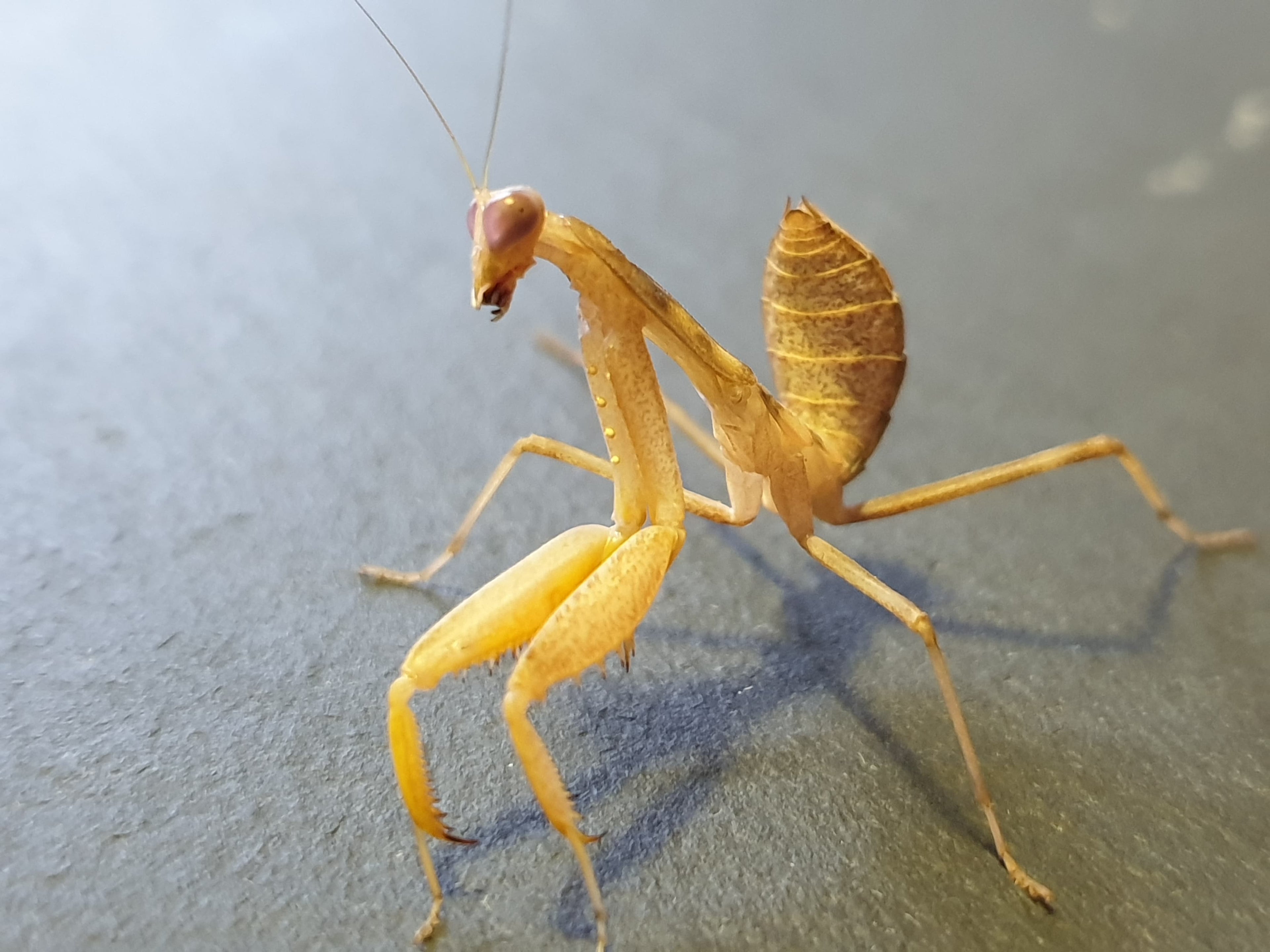 Sphodromantis lineola - African Lined Mantis