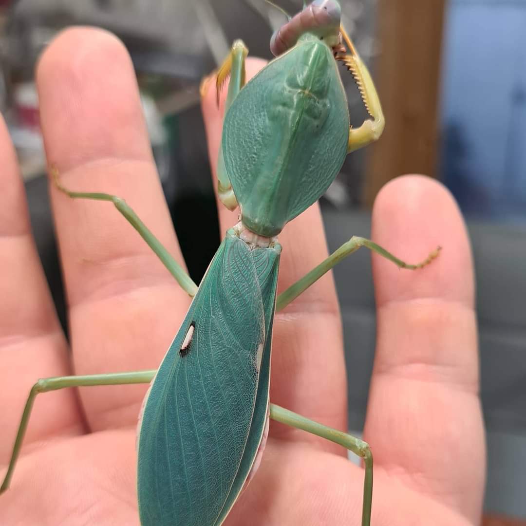 Rhombodera Stalli - Giant shield mantis
