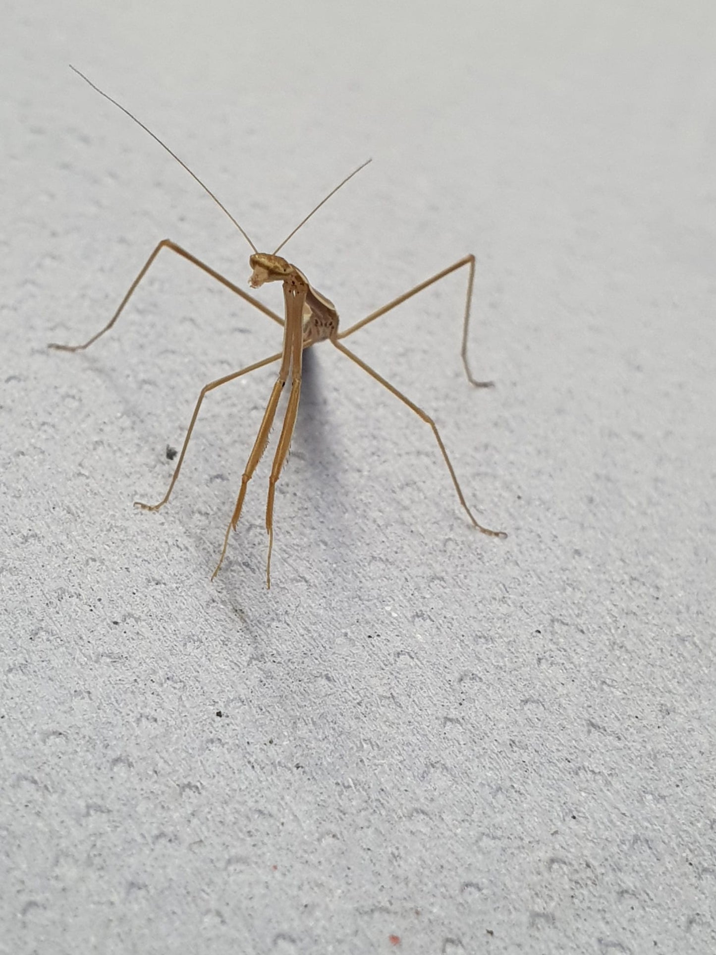 Tenodera superstitiosa