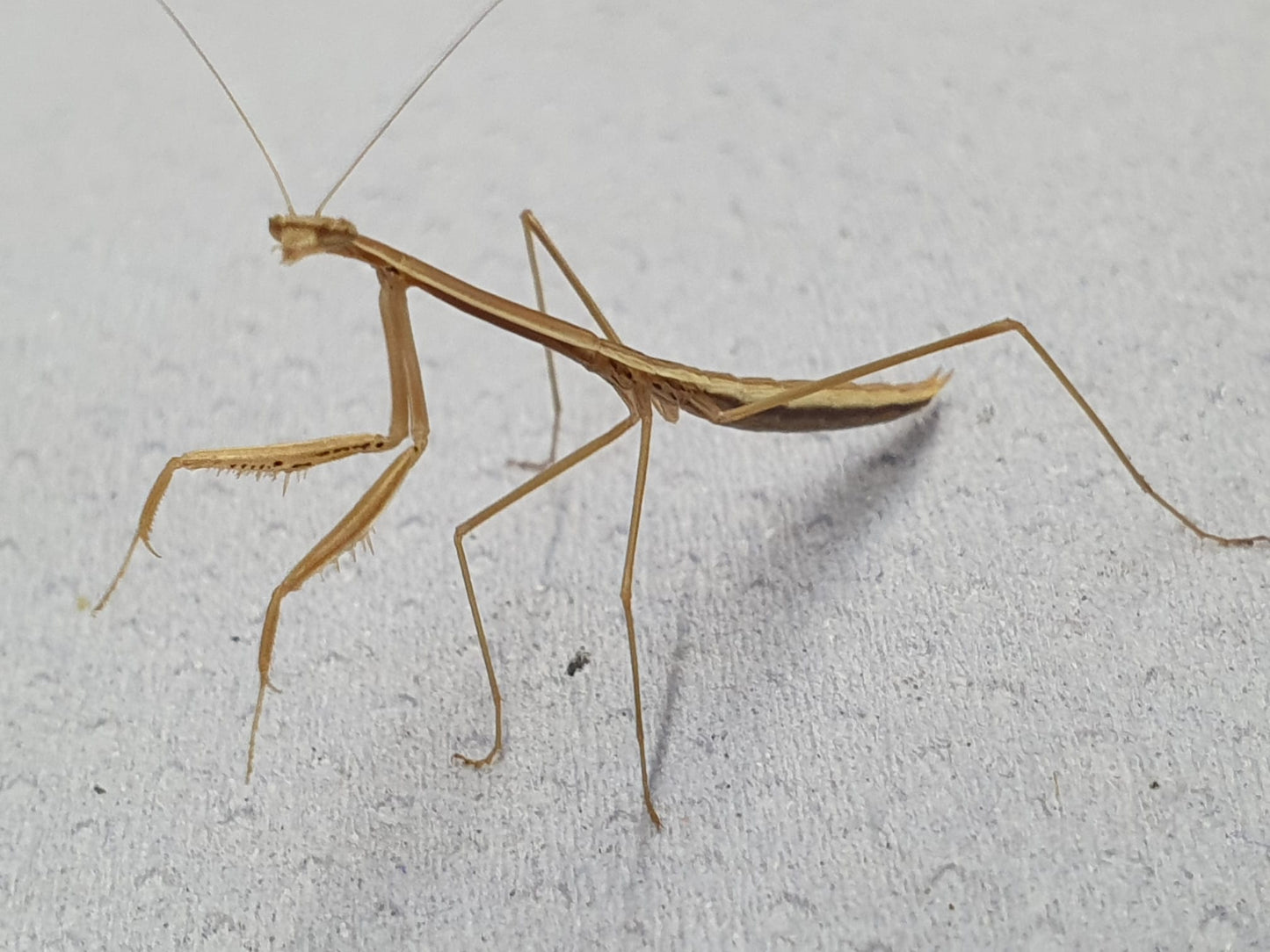 Tenodera superstitiosa