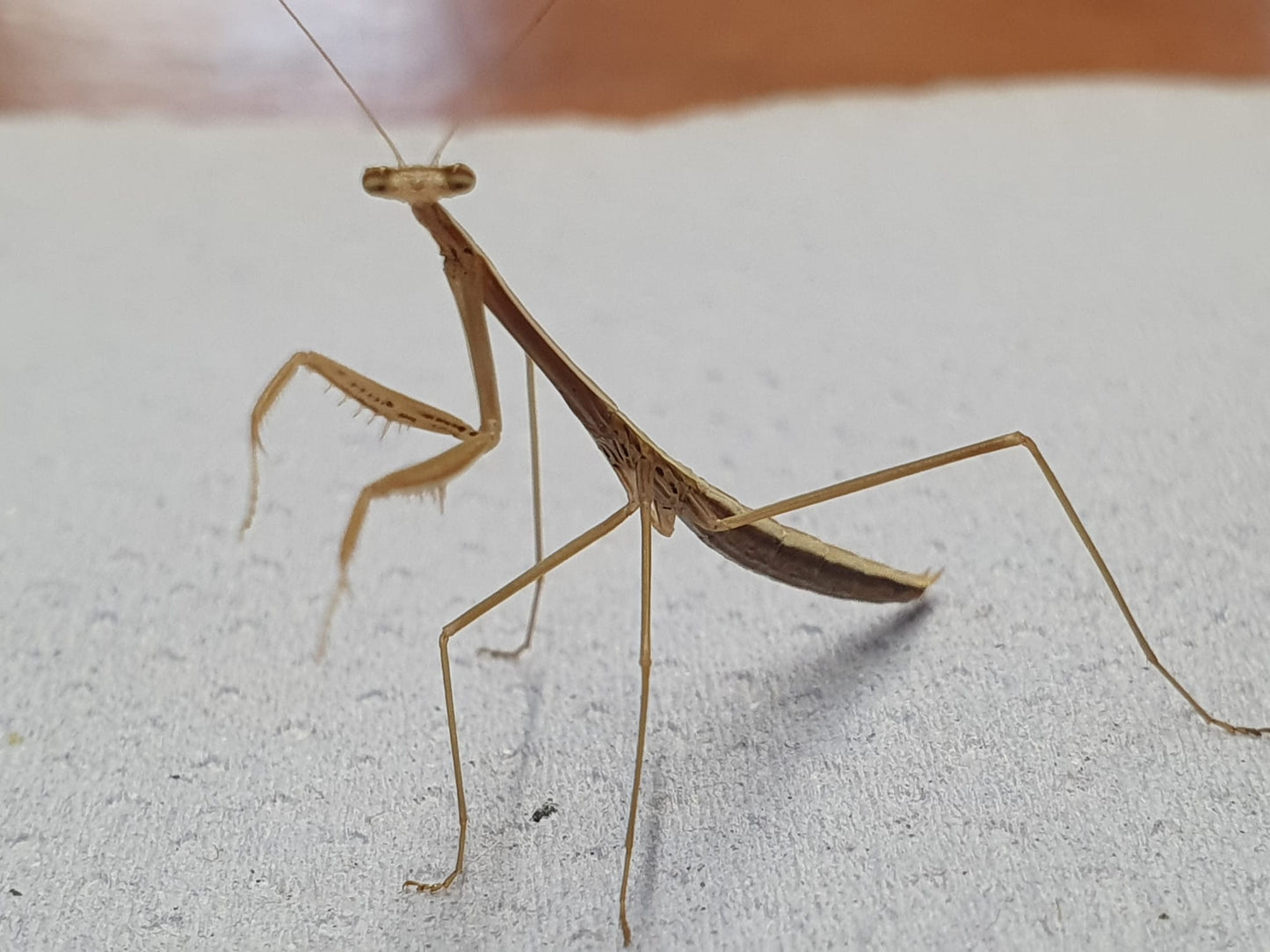 Tenodera superstitiosa
