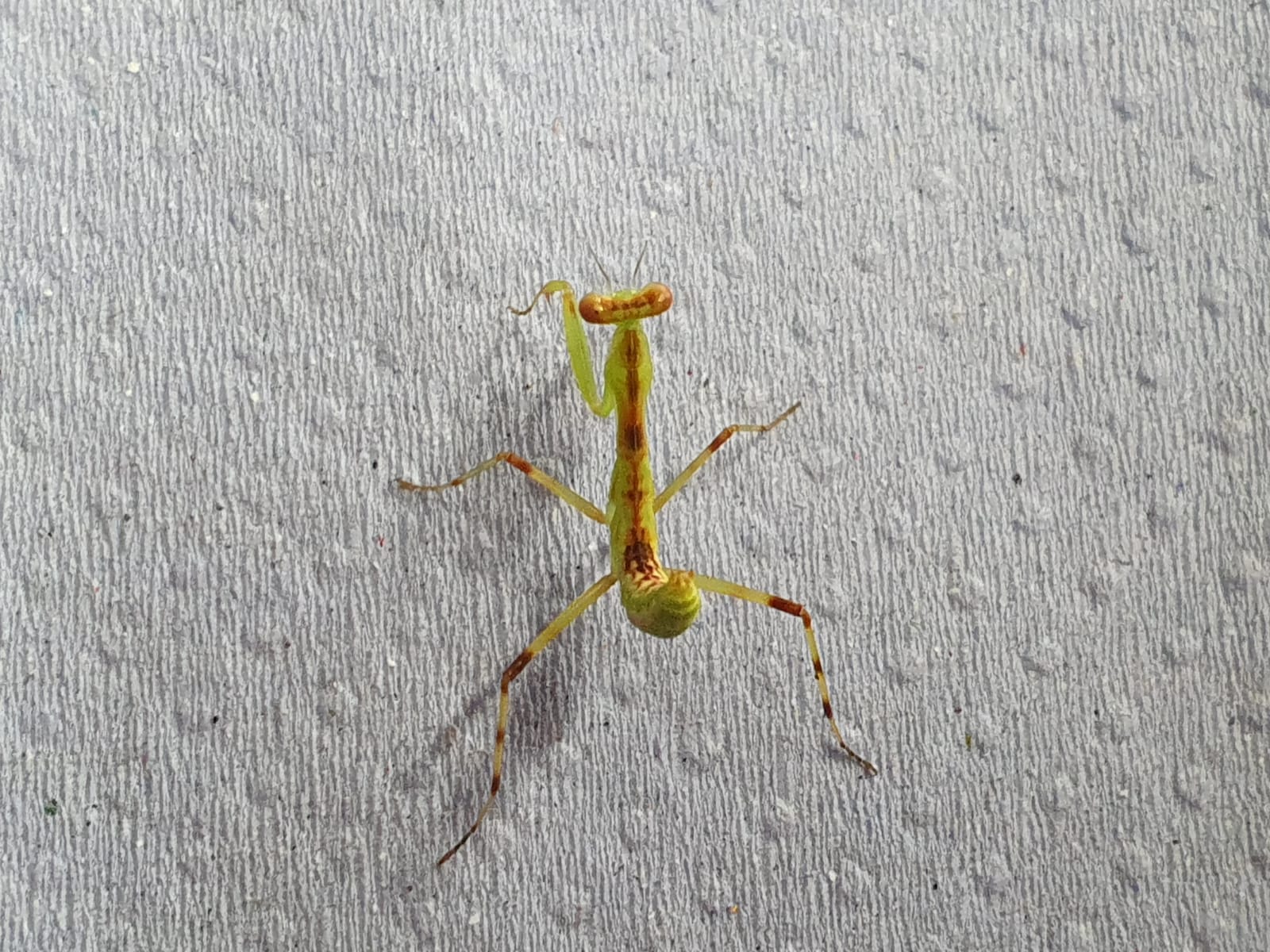 Hierodula patellifera - Harabiro Mantis