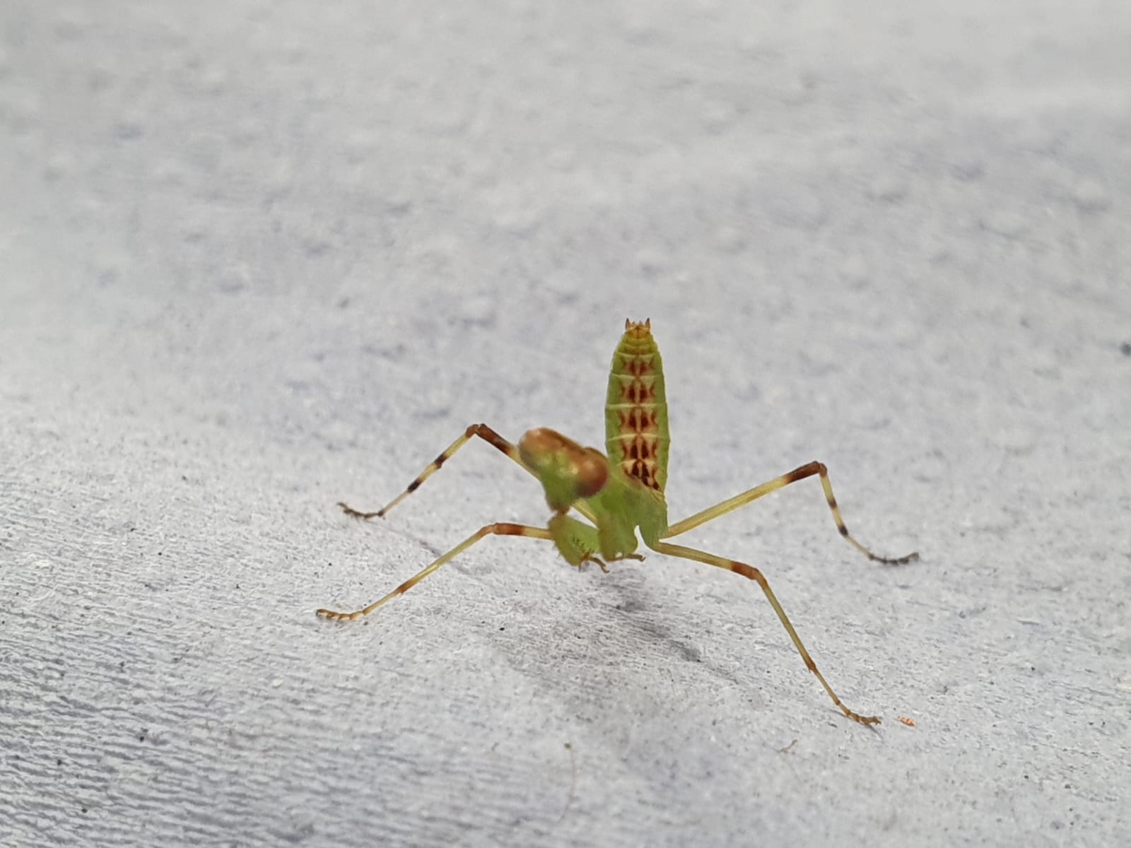 Hierodula patellifera - Harabiro Mantis