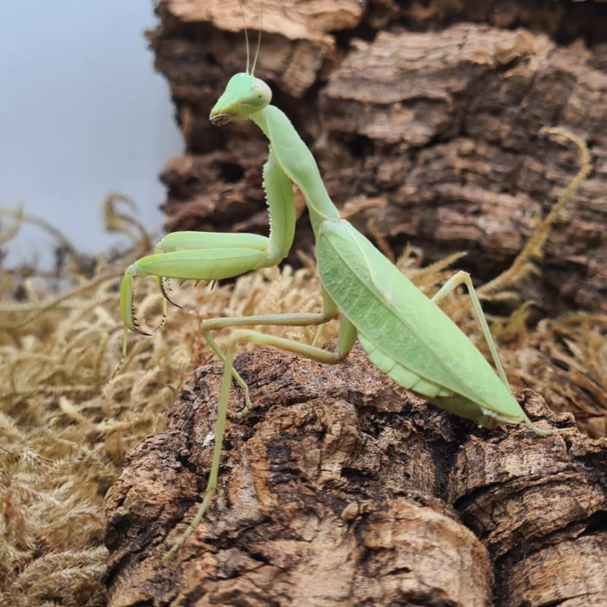 Sphodromantis kersteni - Giant African mantis
