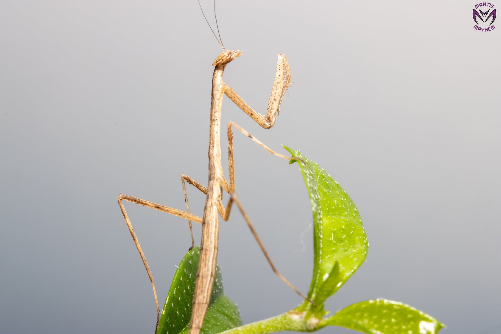 Neodanuria bolauana - Giant African Twig mantis