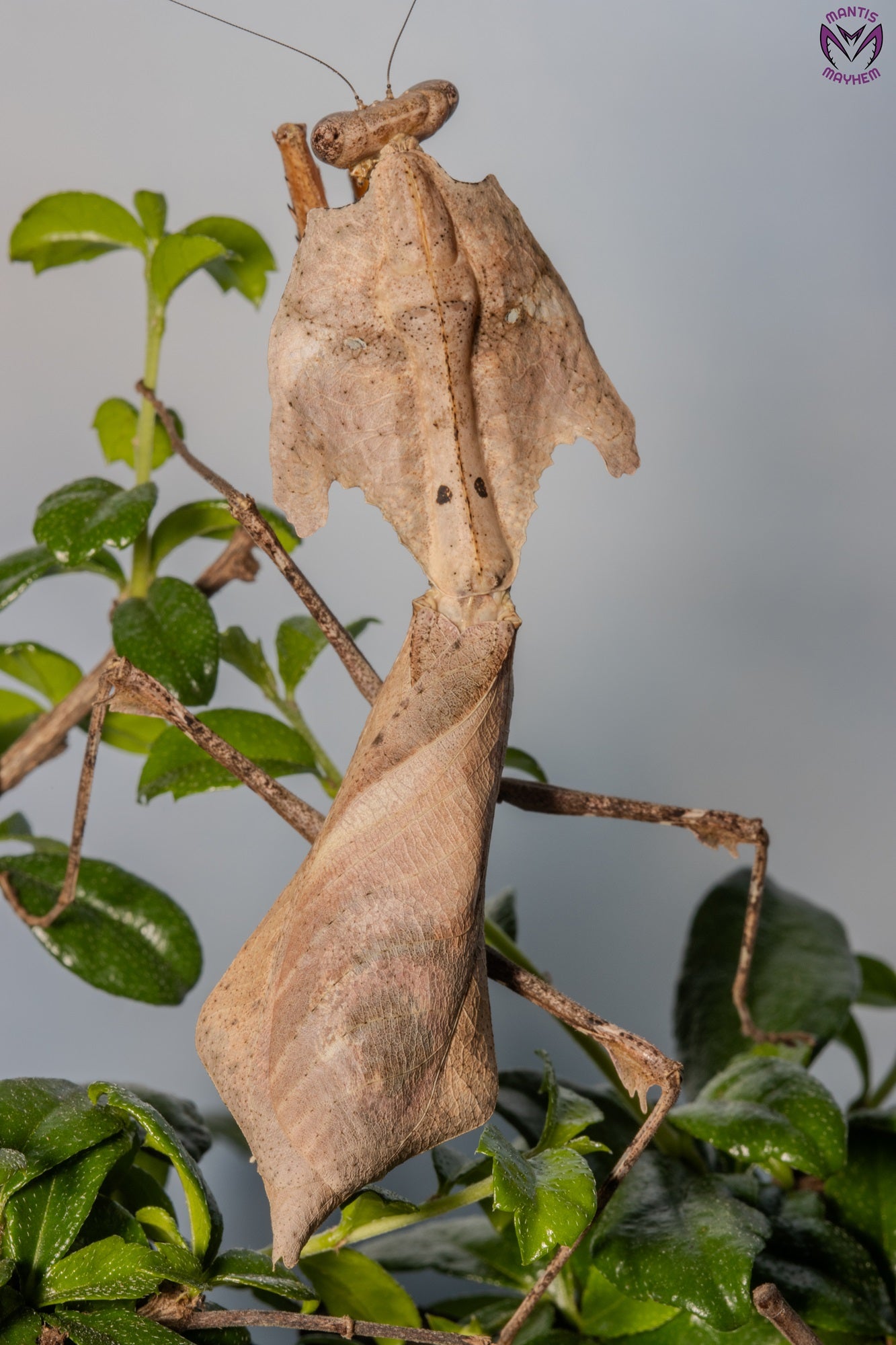 Deroplatys desiccata - Giant dead leaf mantis