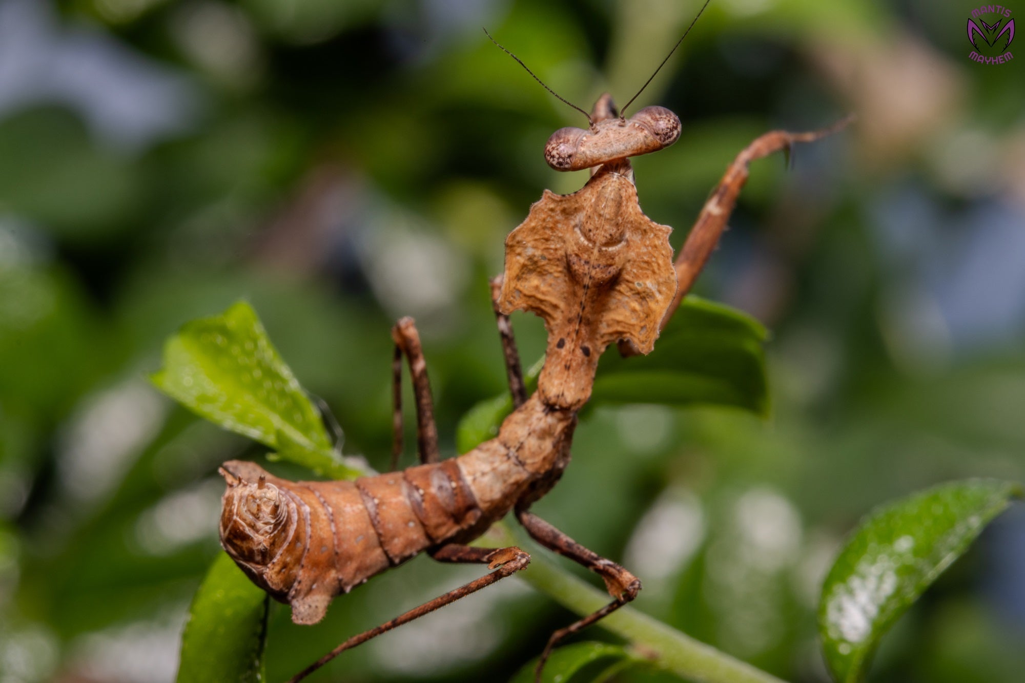 Deroplatys desiccata - Giant dead leaf mantis