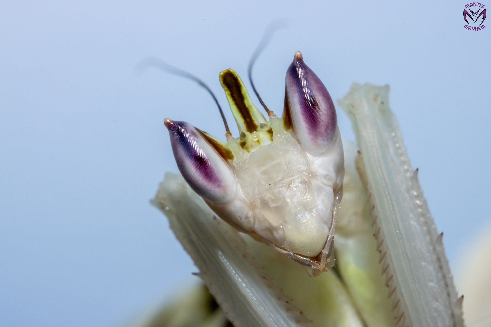 Close-up of a vibrant Orchid Mantis ( Hymenopus coronatus) for sale in the UK – exotic flower-like praying mantis species from Southeast Asia, perfect for insect keepers and collectors. Available from trusted UK mantis shop.