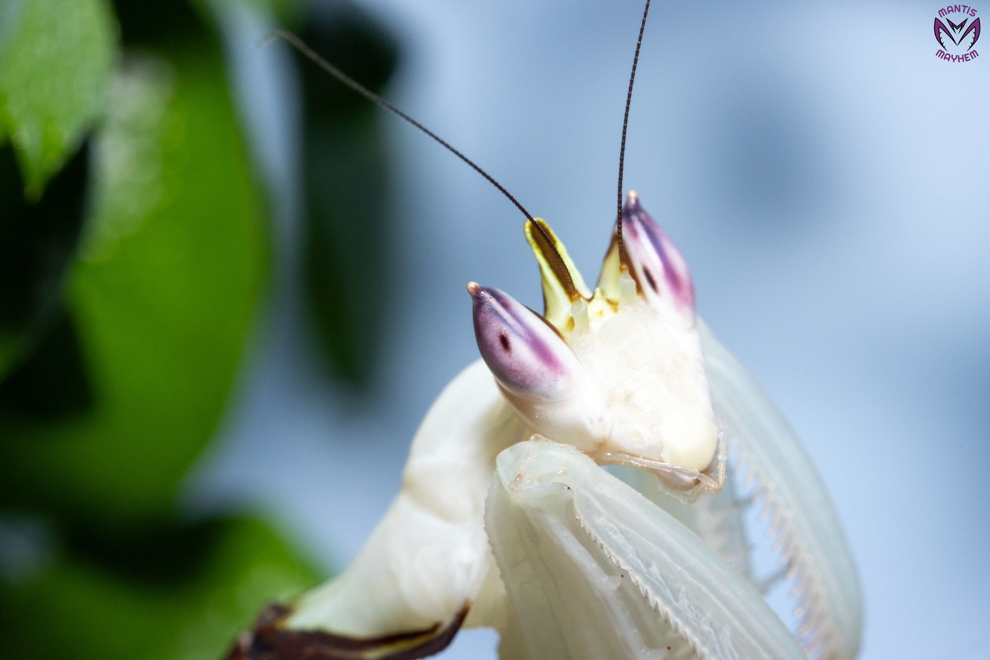 Close-up of a vibrant Orchid Mantis (Hymenopus coronatus) for sale in the UK – exotic flower-like praying mantis species from Southeast Asia, perfect for insect keepers and collectors. Available from trusted UK mantis shop.