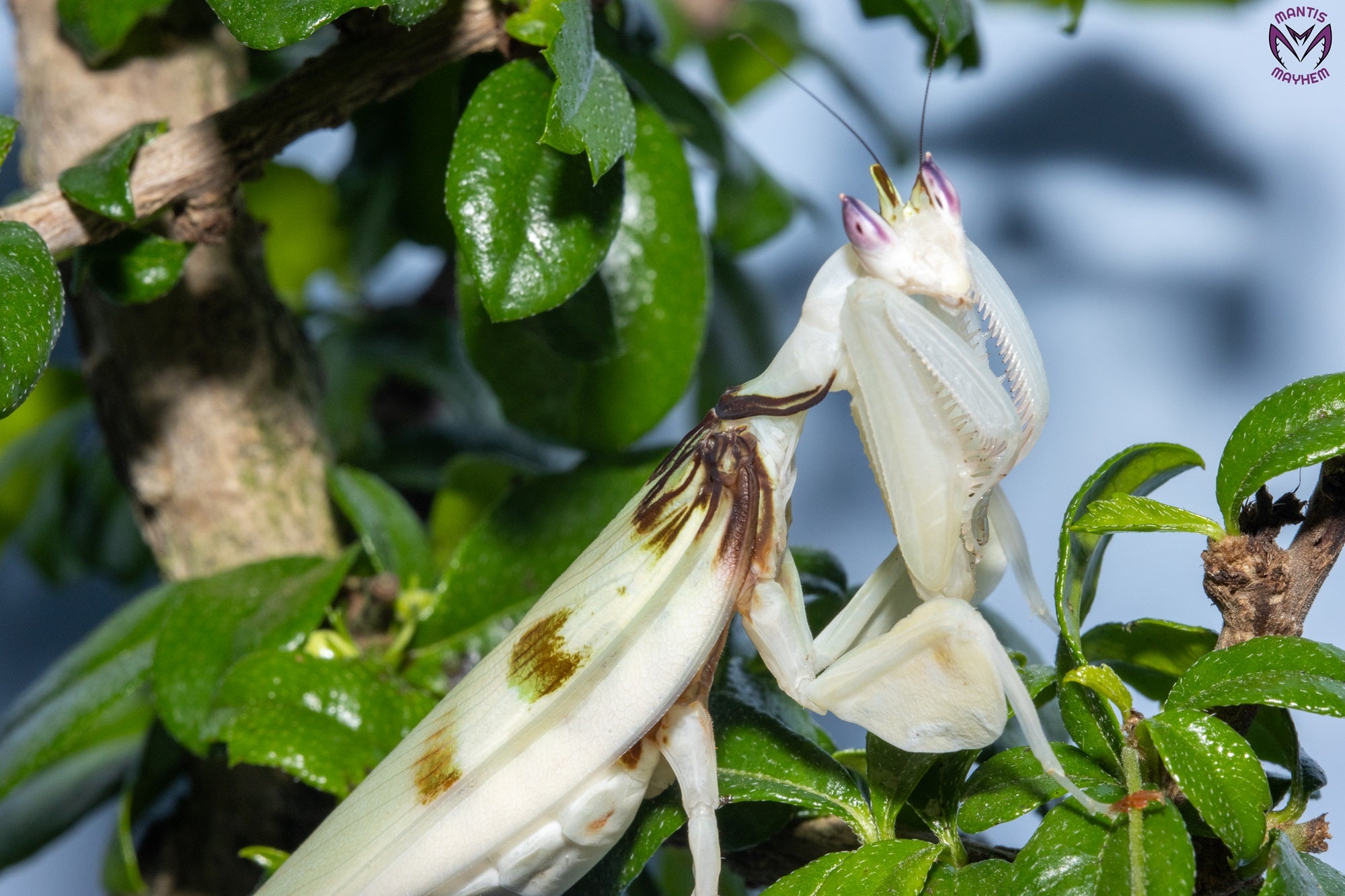 Close-up of a vibrant Orchid Mantis (Hymenopus coronatus) for sale in the UK – exotic flower-like praying mantis species from Southeast Asia, perfect for insect keepers and collectors. Available from trusted UK mantis shop.