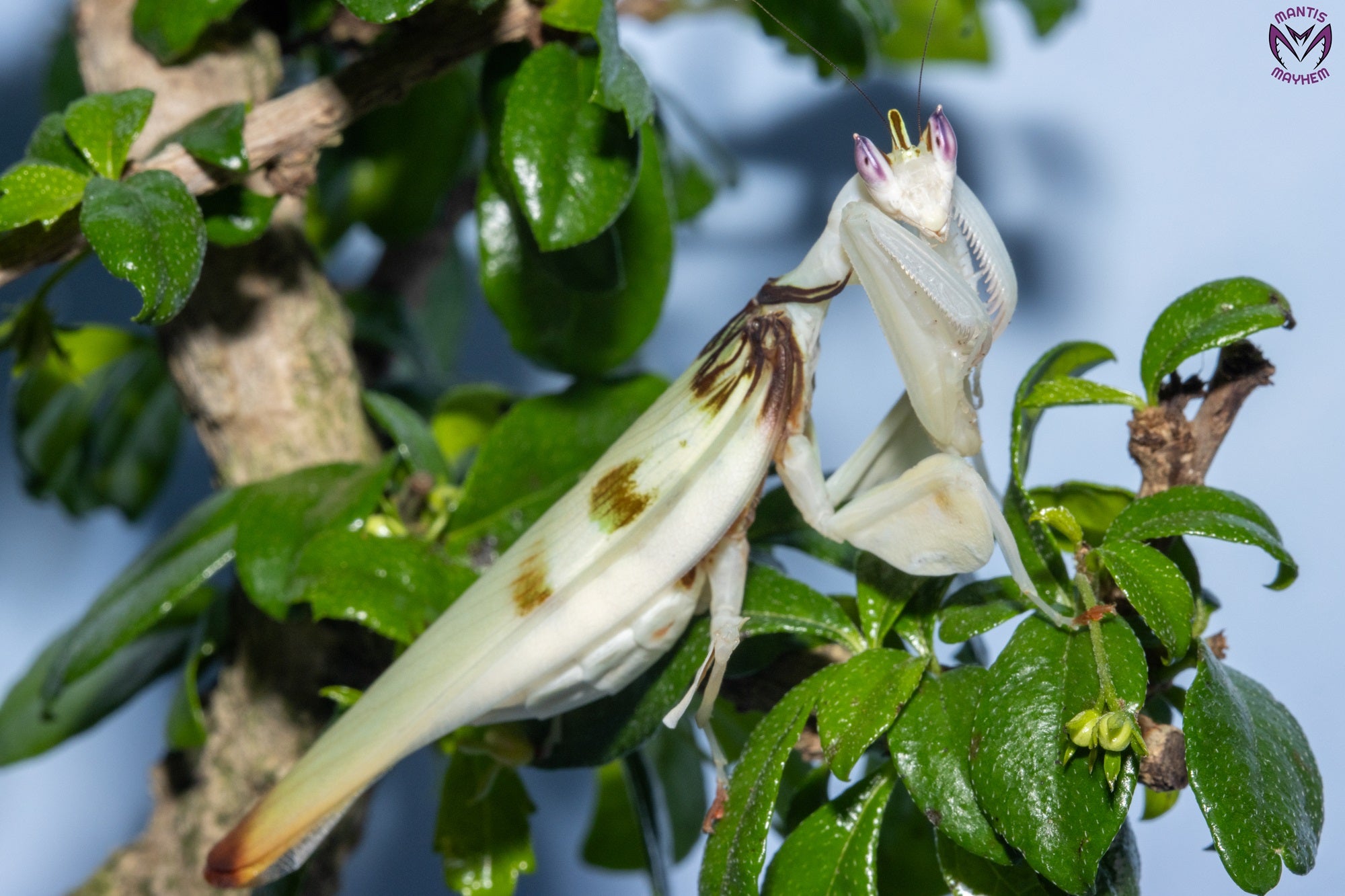 Close-up of a vibrant Orchid Mantis (Hymenopus coronatus) for sale in the UK – exotic flower-like praying mantis species from Southeast Asia, perfect for insect keepers and collectors. Available from trusted UK mantis shop.