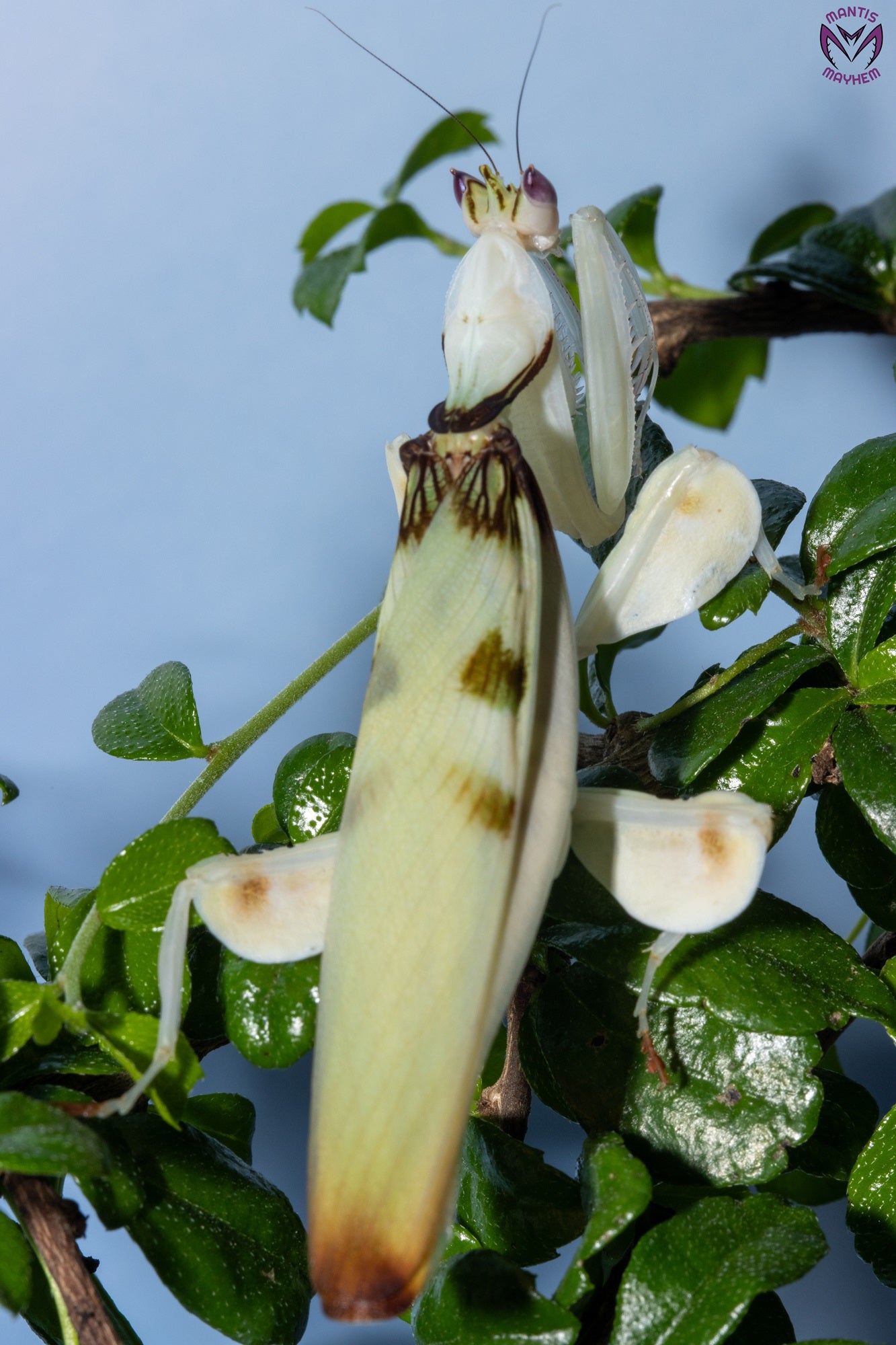Close-up of a vibrant Orchid Mantis (Hymenopus coronatus) for sale in the UK – exotic flower-like praying mantis species from Southeast Asia, perfect for insect keepers and collectors. Available from trusted UK mantis shop.